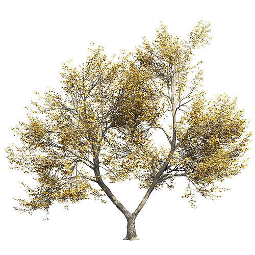 Ash-tree 4 tree 3D model