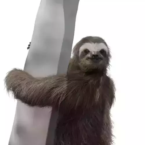 Three-Toed Sloth Animated 3D model