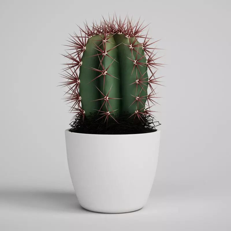 CGAXIS Cactus 3D model_0