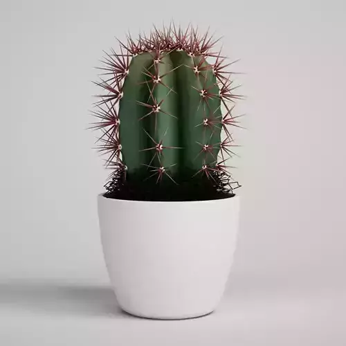 CGAXIS Cactus