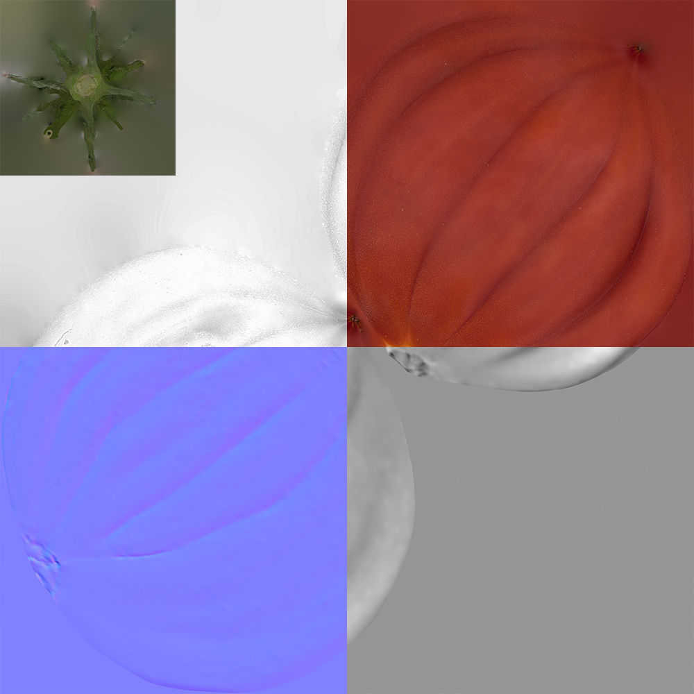 Tomato 3D model_9