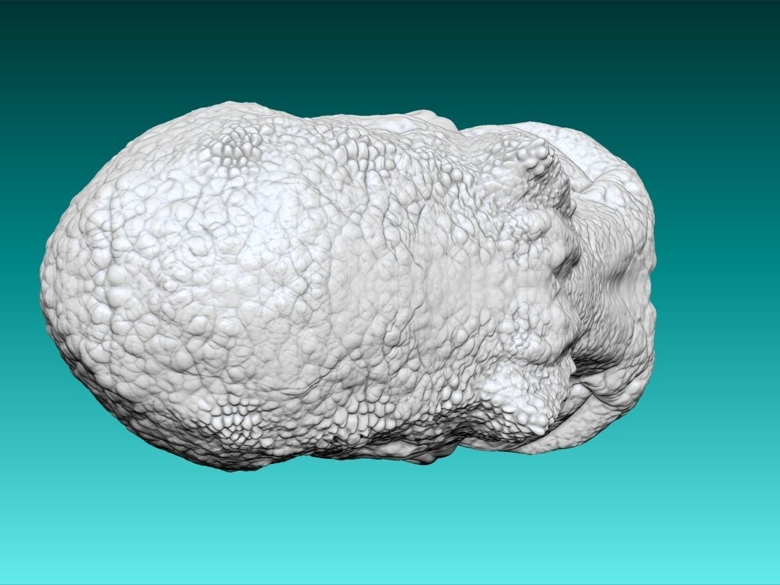 Octopus 3d Print glowing 3D print model_10