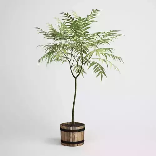 CGAXIS Potted House Plant