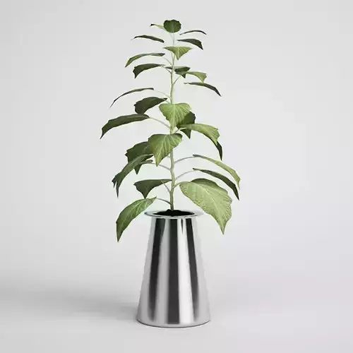 CGAXIS Potted House Plant