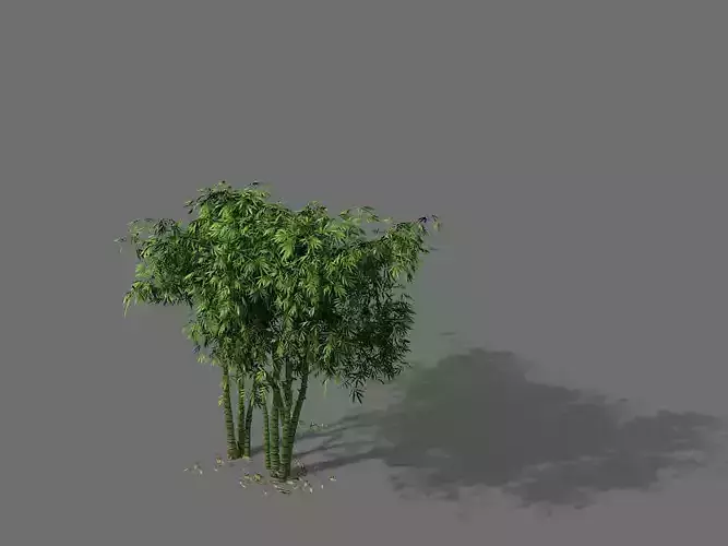 Ming Dynasty-Guozijian-Bamboo 12