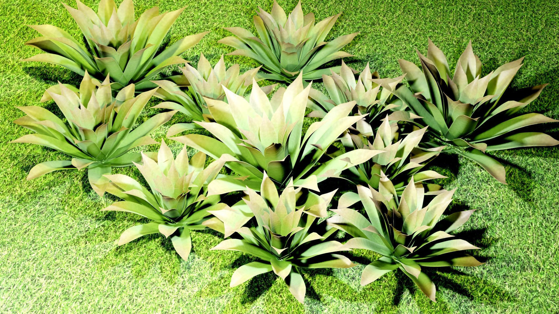 Bromeliad Plant 3D model_2