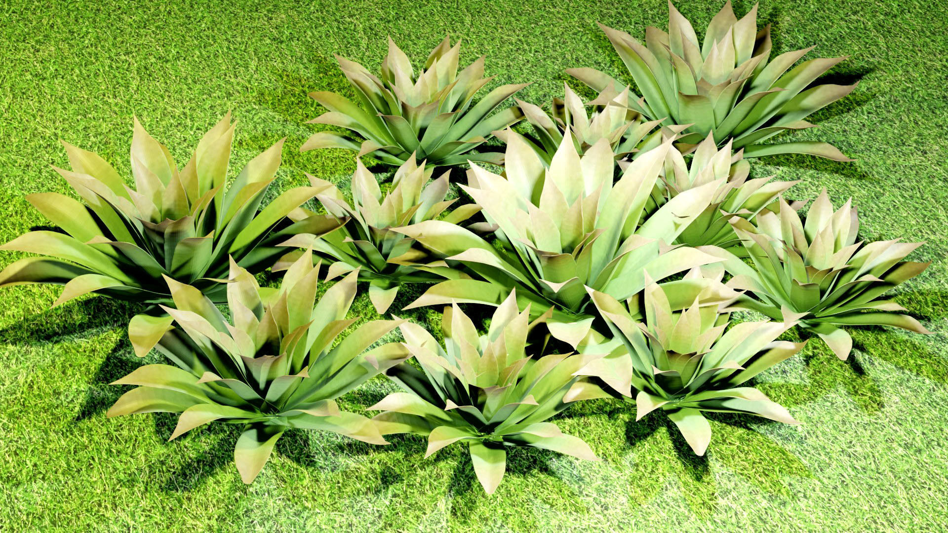 Bromeliad Plant 3D model_1