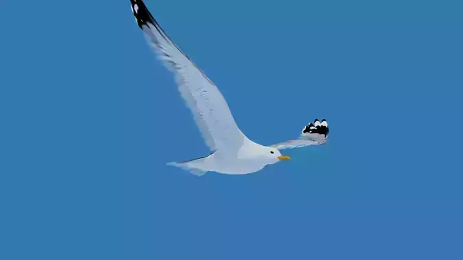 Animated Seagull Low-poly 3D model