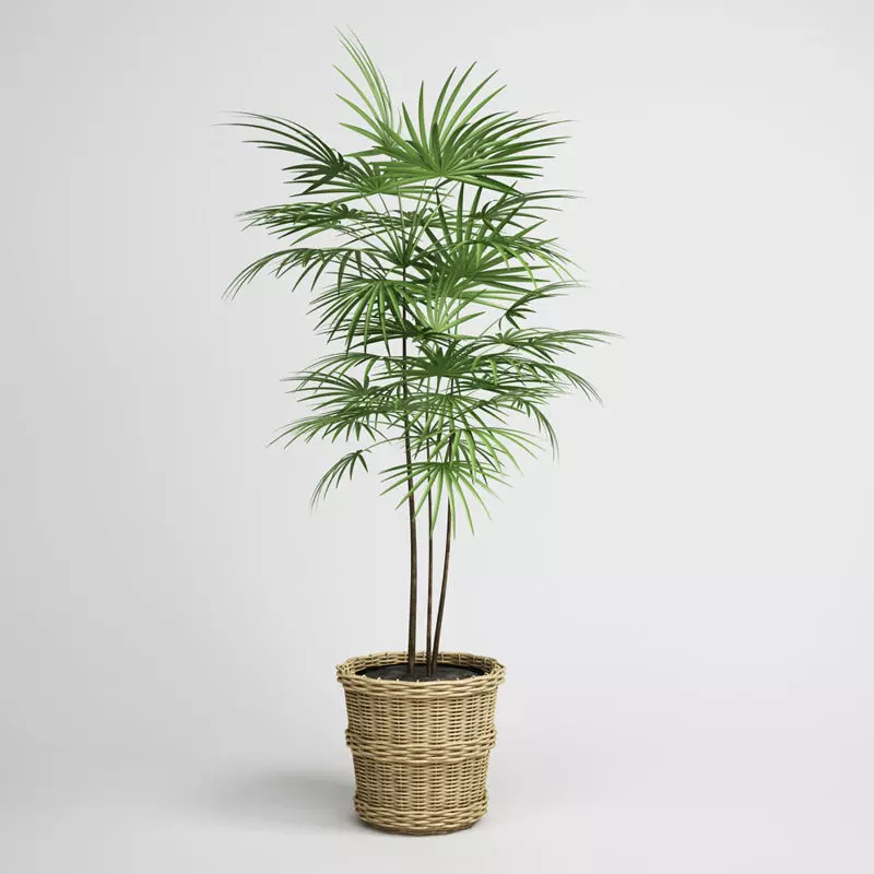 CGAXIS Potted House Plant 3D model_0