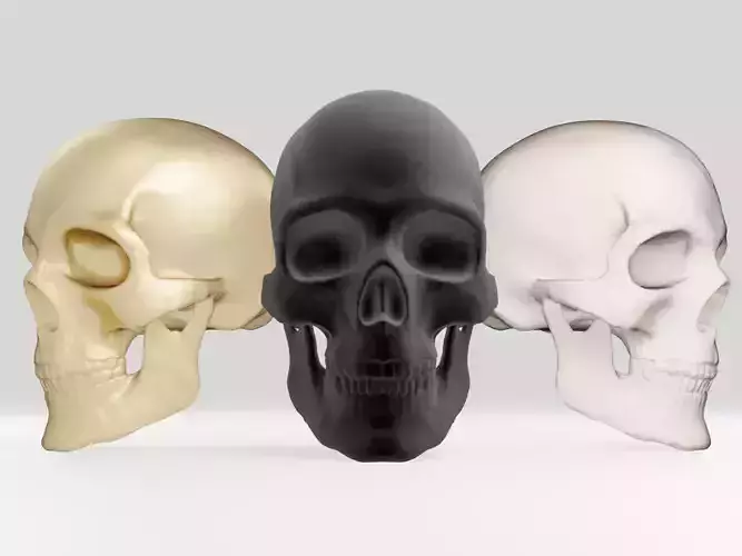Realistic Human Head Skull Anatomy