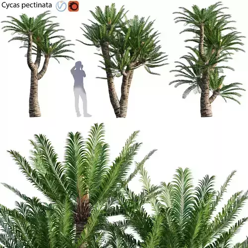 Cycas pectinata 02