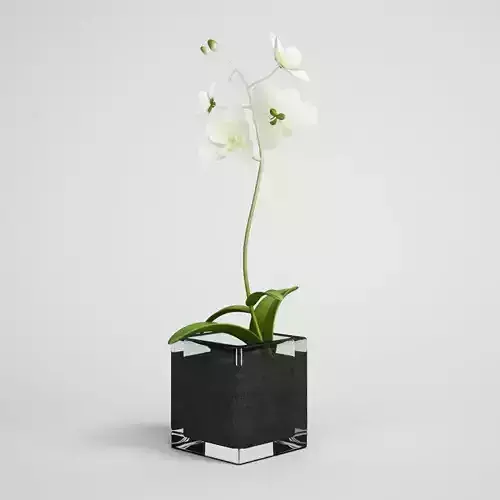 CGAXIS Potted White Flower 3D model