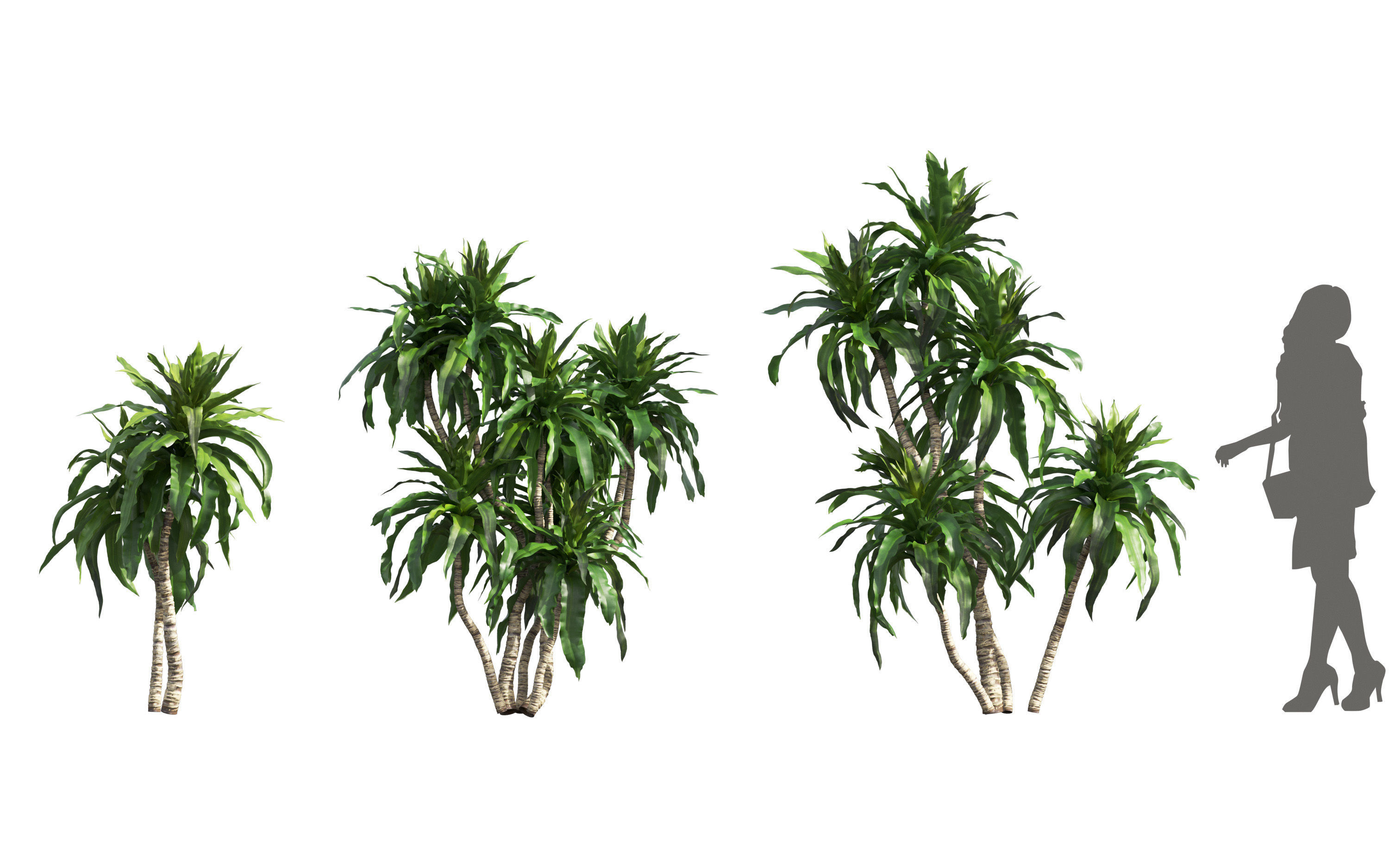 African plants - Include GrowFX and Mesh file 3D model_21