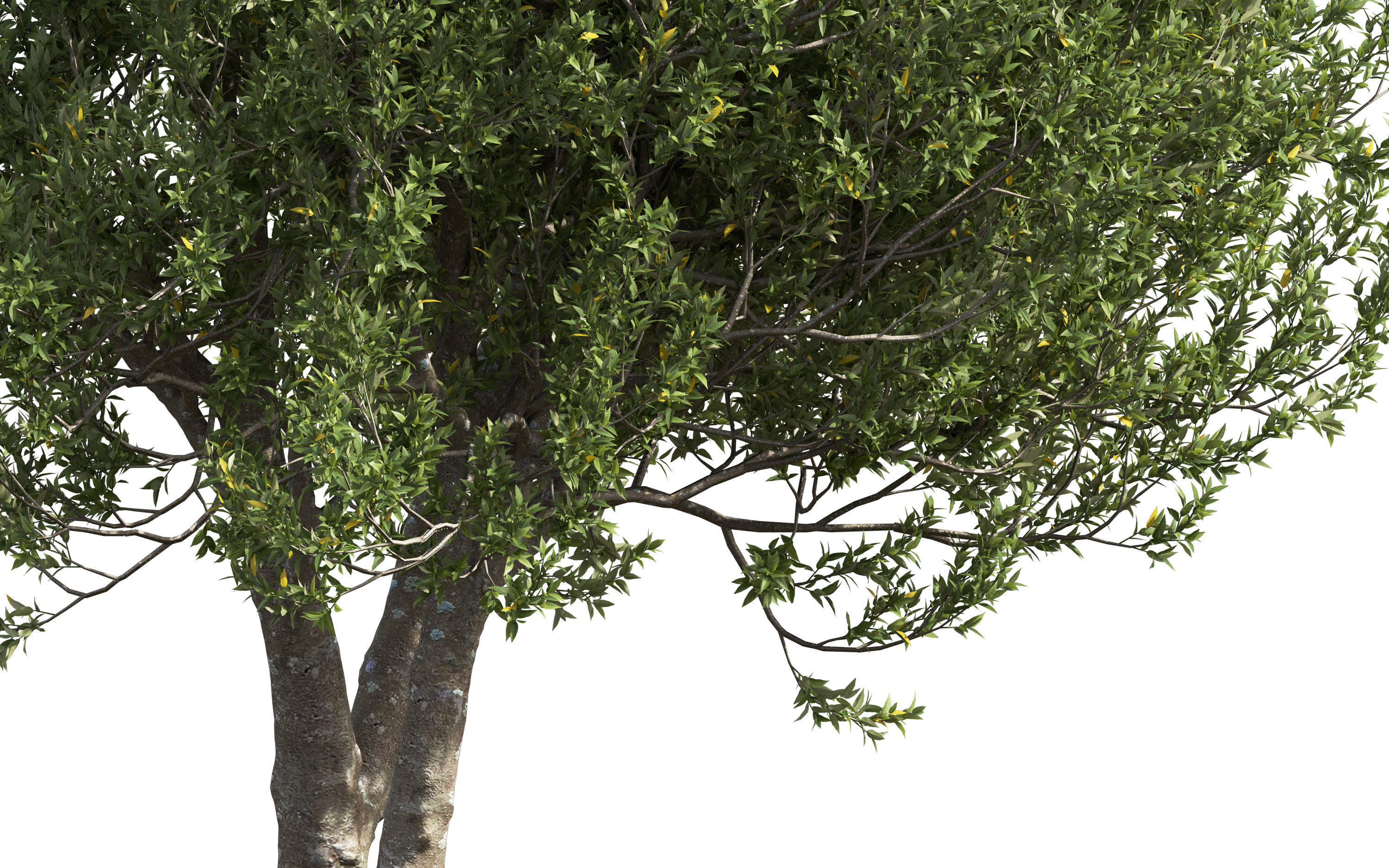 African plants - Include GrowFX and Mesh file 3D model_31