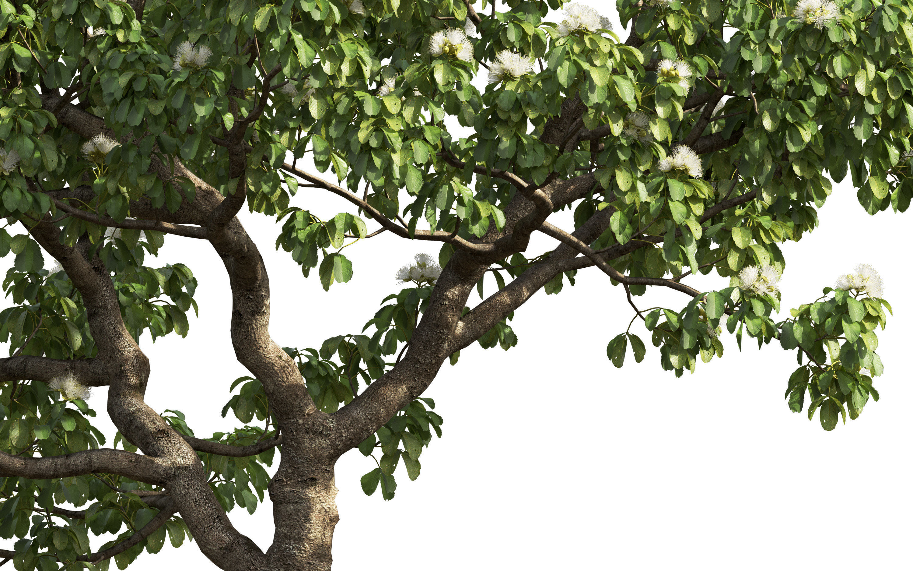 African plants - Include GrowFX and Mesh file 3D model_16