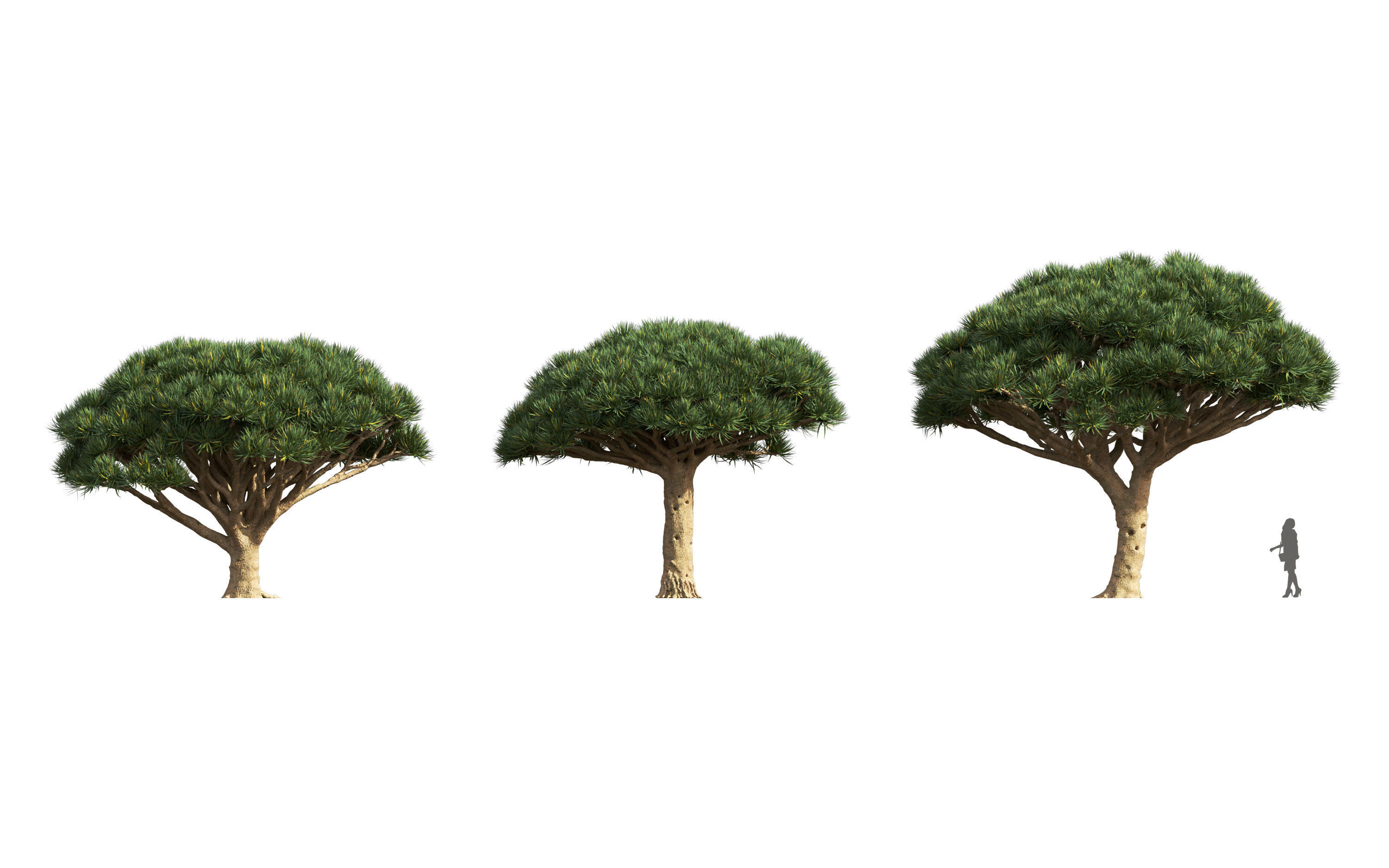 African plants - Include GrowFX and Mesh file 3D model_24