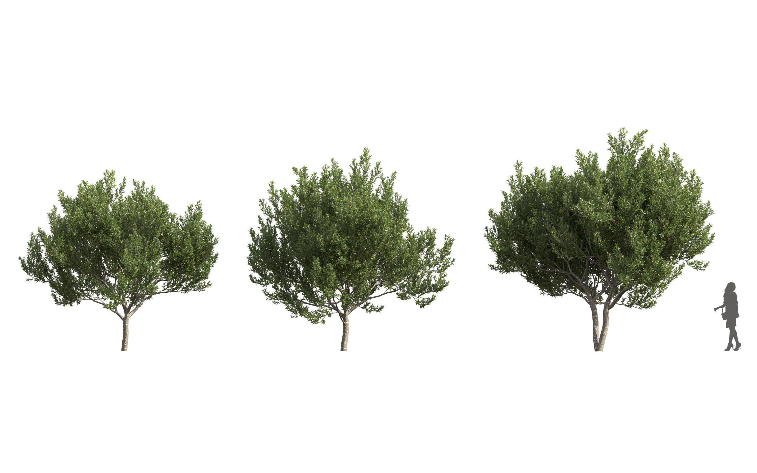 African plants - Include GrowFX and Mesh file 3D model_29