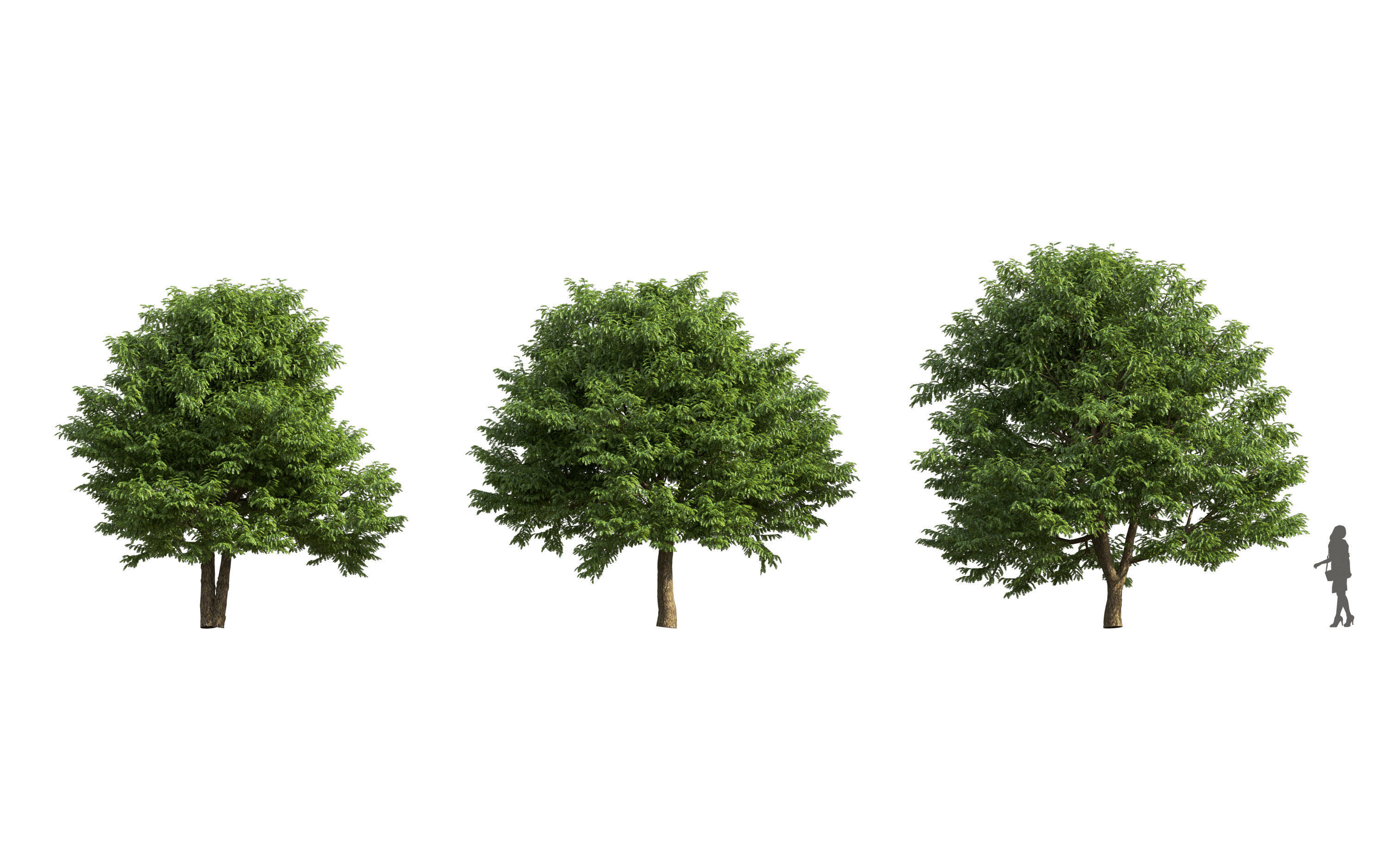 African plants - Include GrowFX and Mesh file 3D model_41