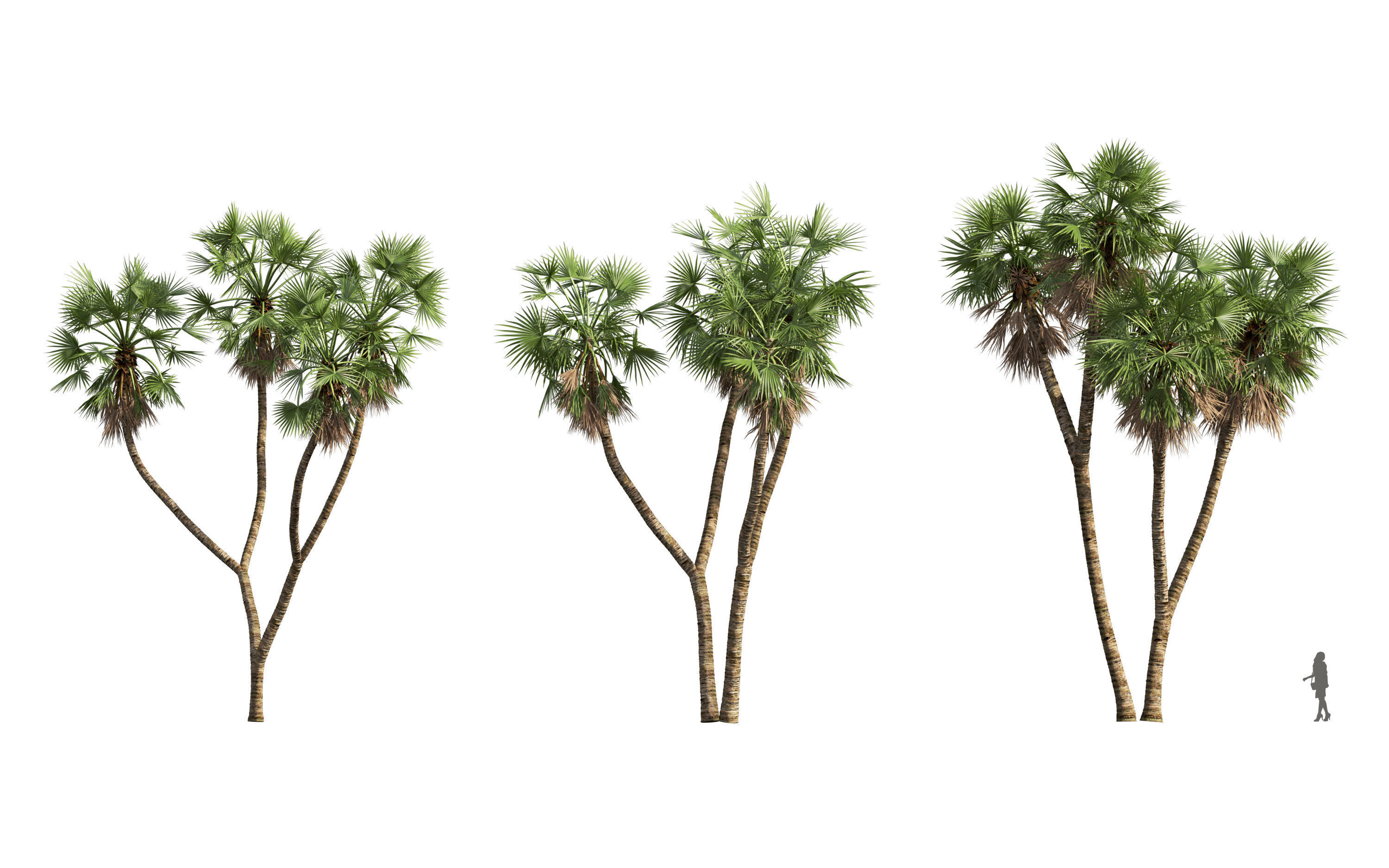 African plants - Include GrowFX and Mesh file 3D model_26