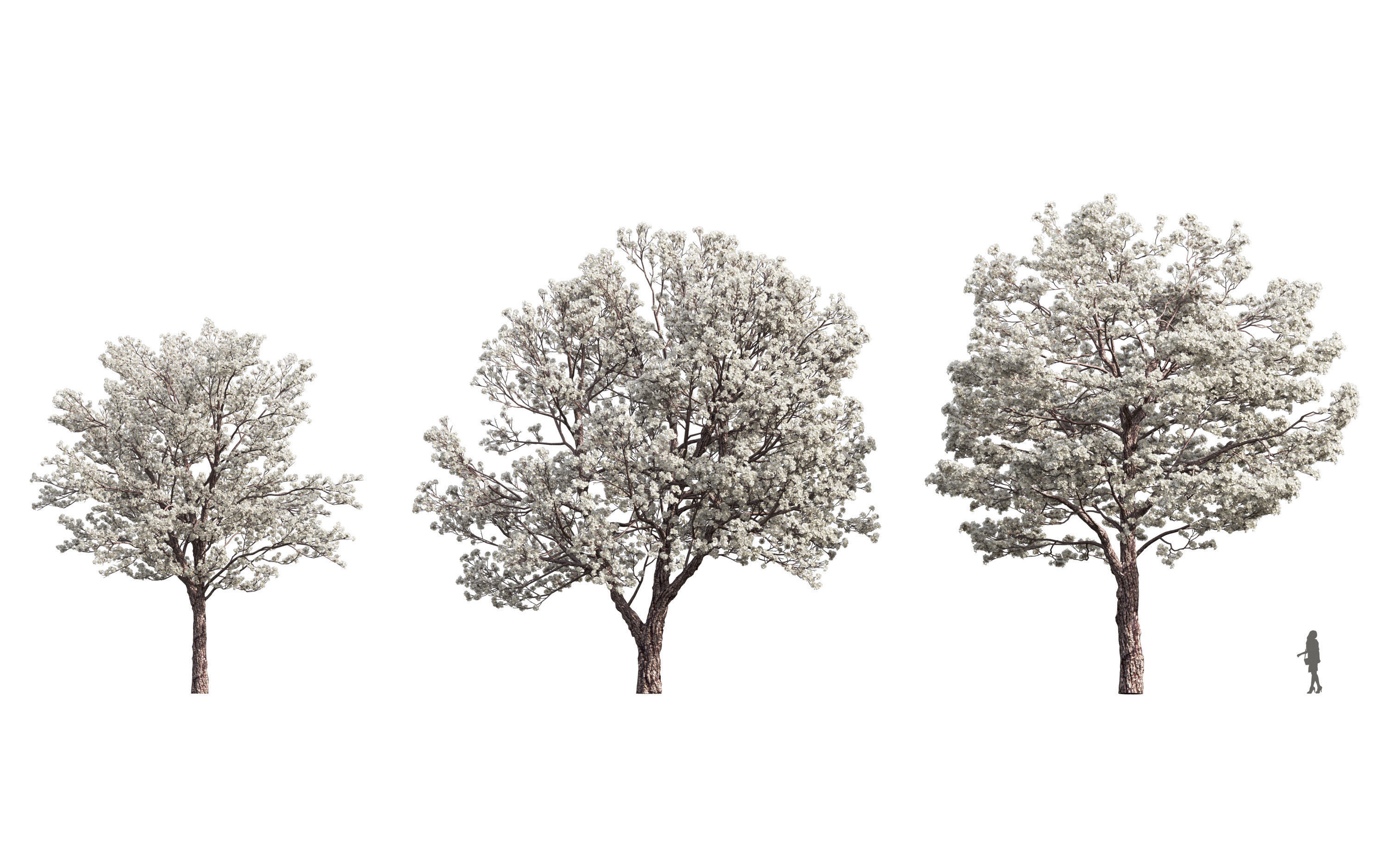 African plants - Include GrowFX and Mesh file 3D model_39