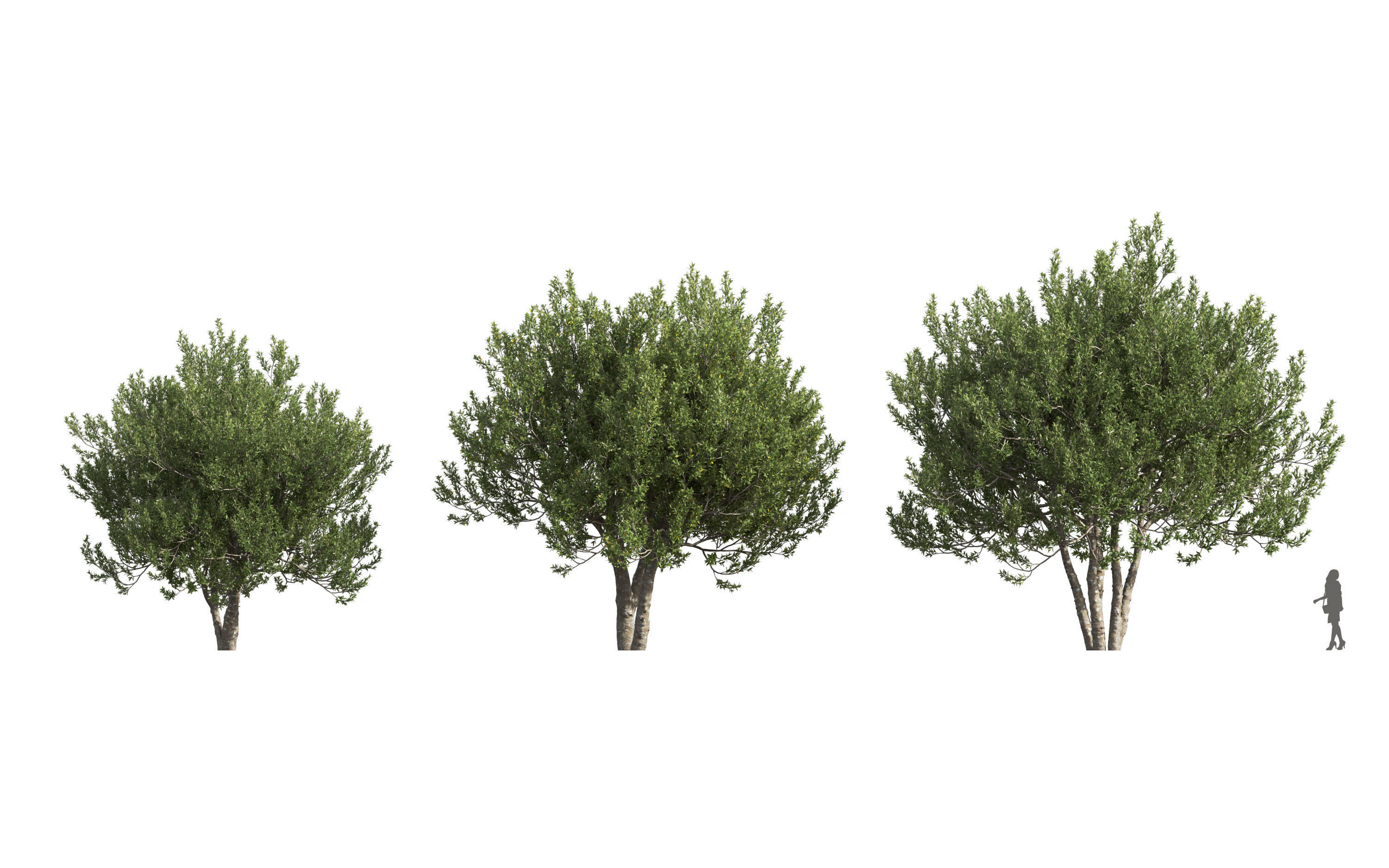 African plants - Include GrowFX and Mesh file 3D model_30