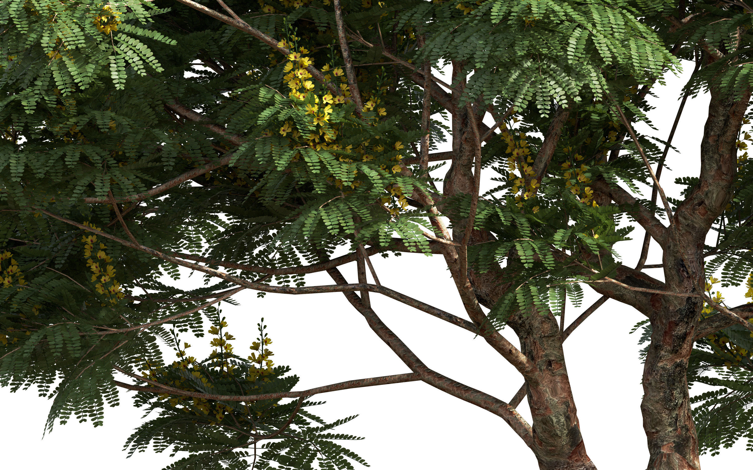 African plants - Include GrowFX and Mesh file 3D model_37