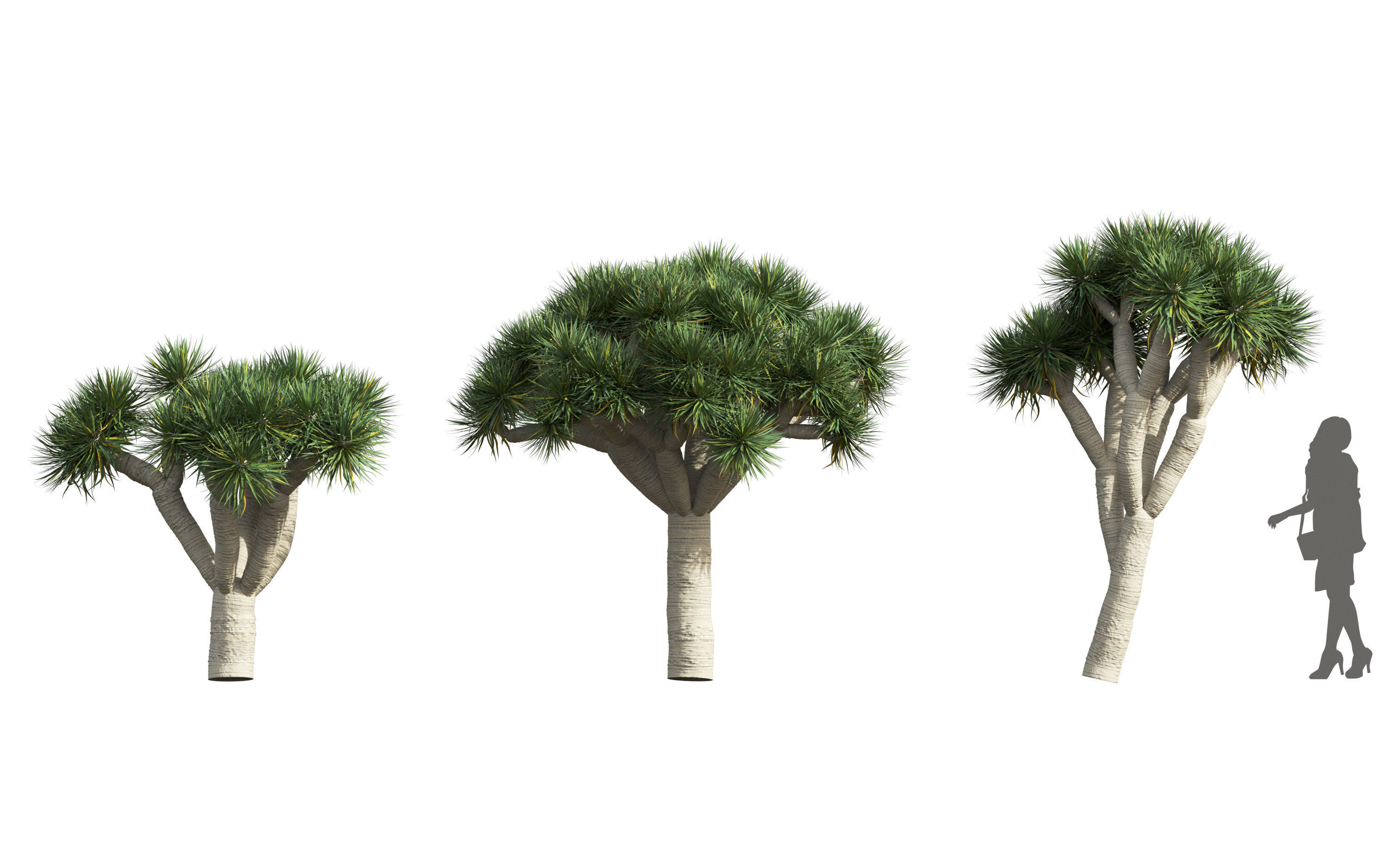 African plants - Include GrowFX and Mesh file 3D model_23