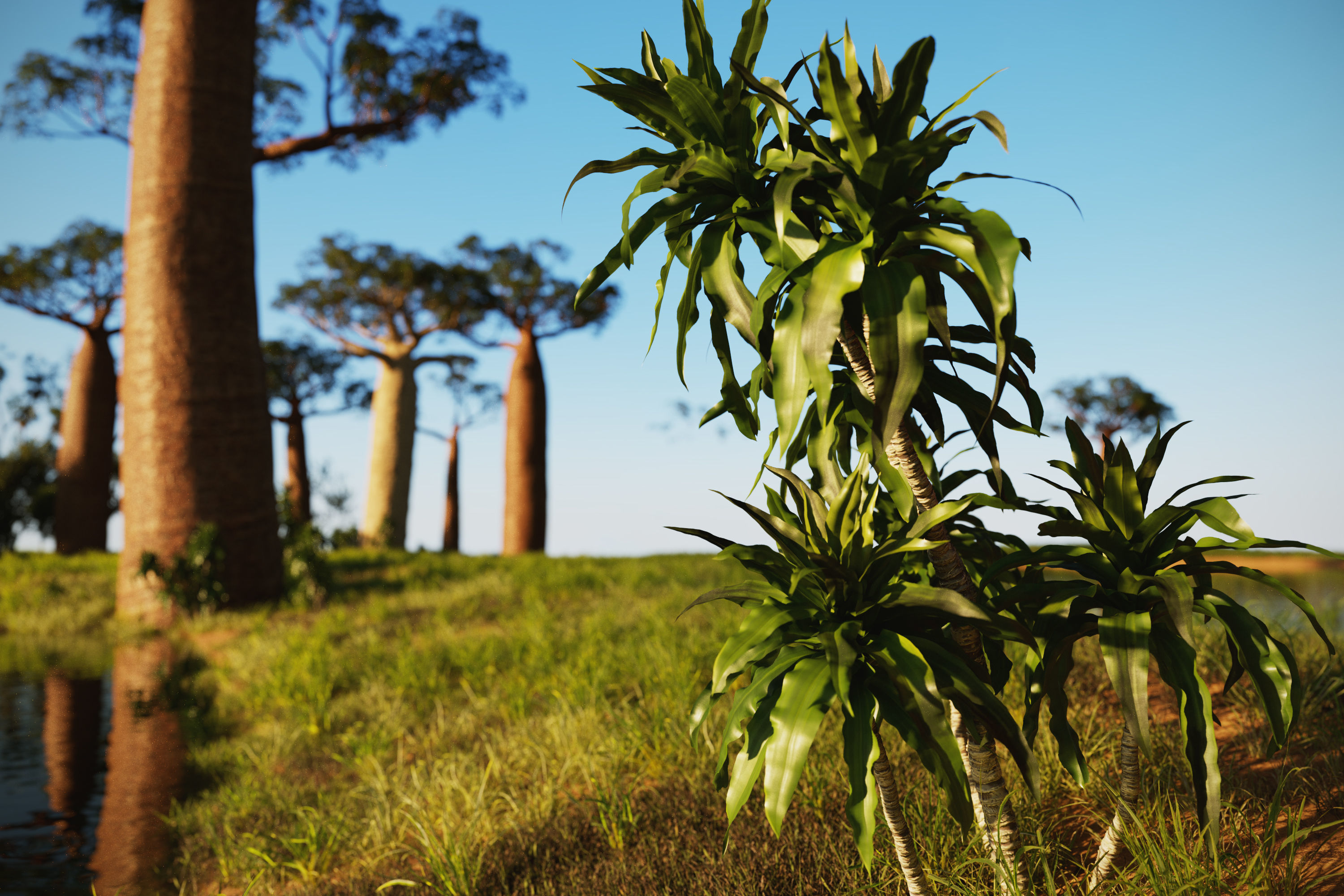 African plants - Include GrowFX and Mesh file 3D model_4