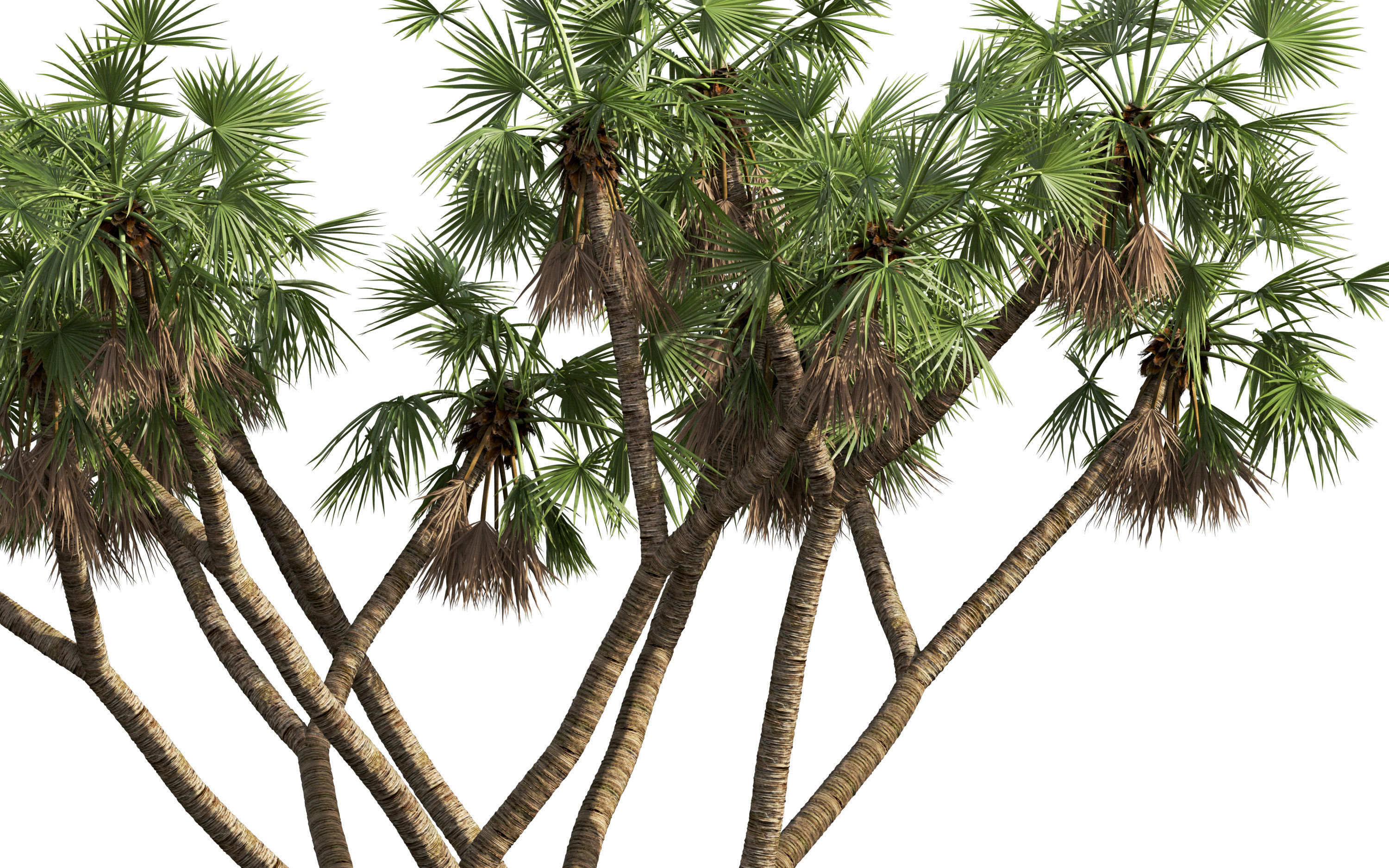 African plants - Include GrowFX and Mesh file 3D model_28