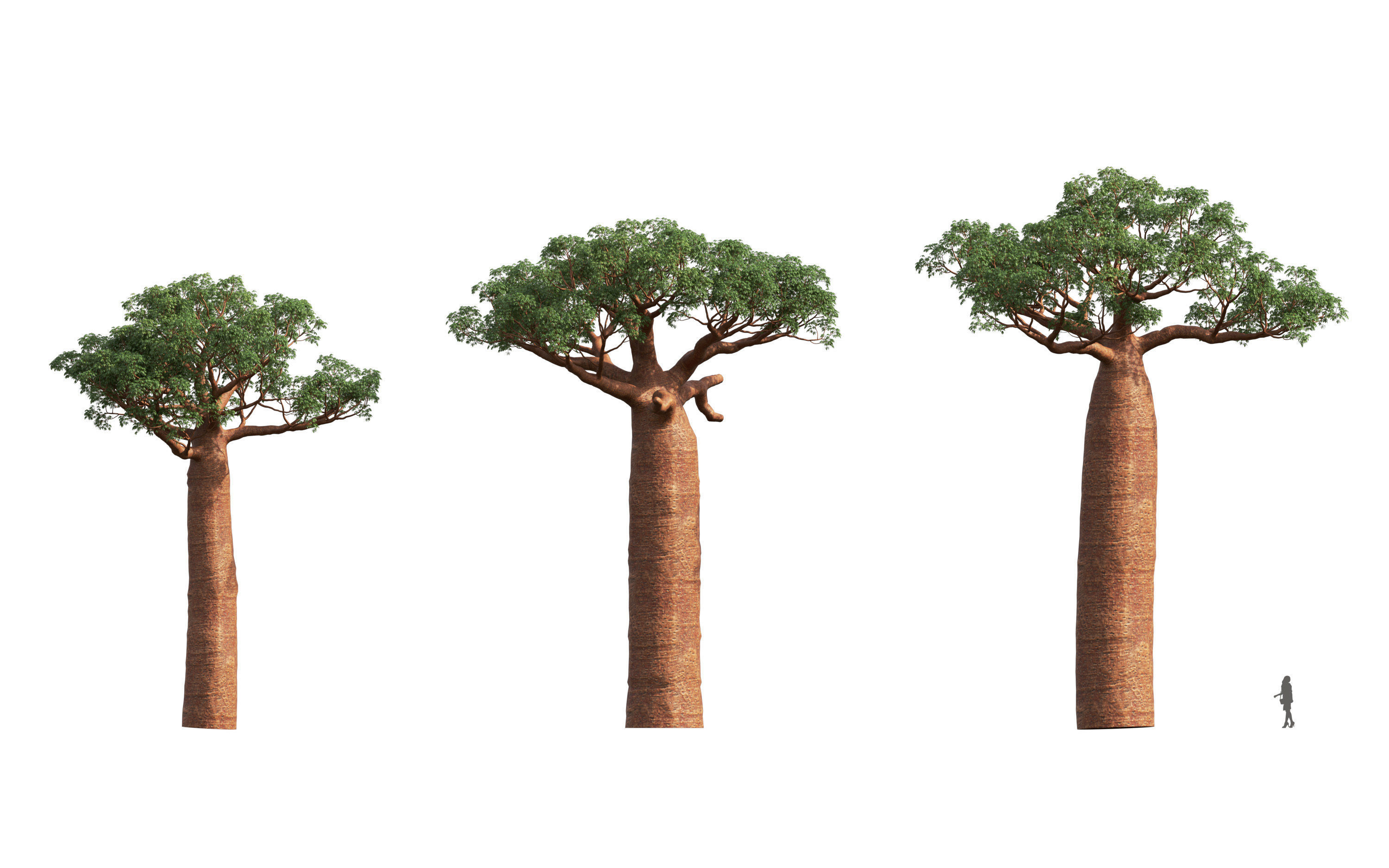 African plants - Include GrowFX and Mesh file 3D model_6