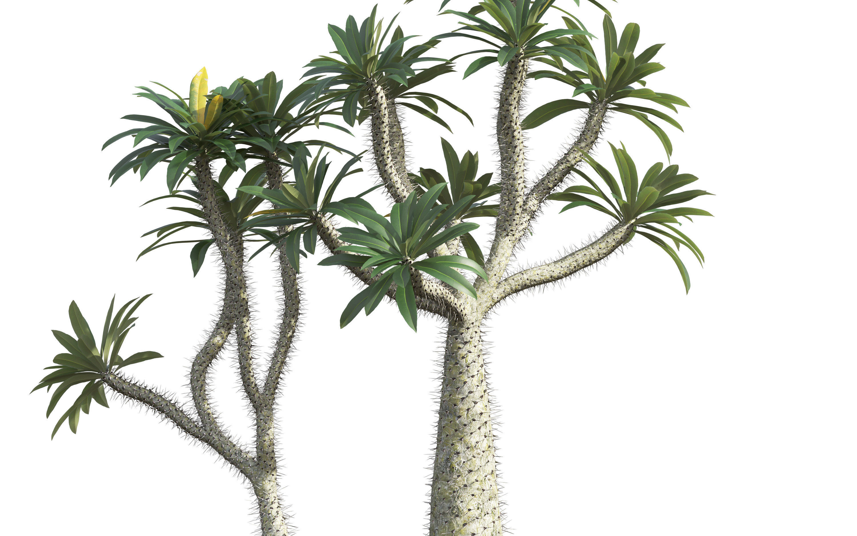 African plants - Include GrowFX and Mesh file 3D model_34