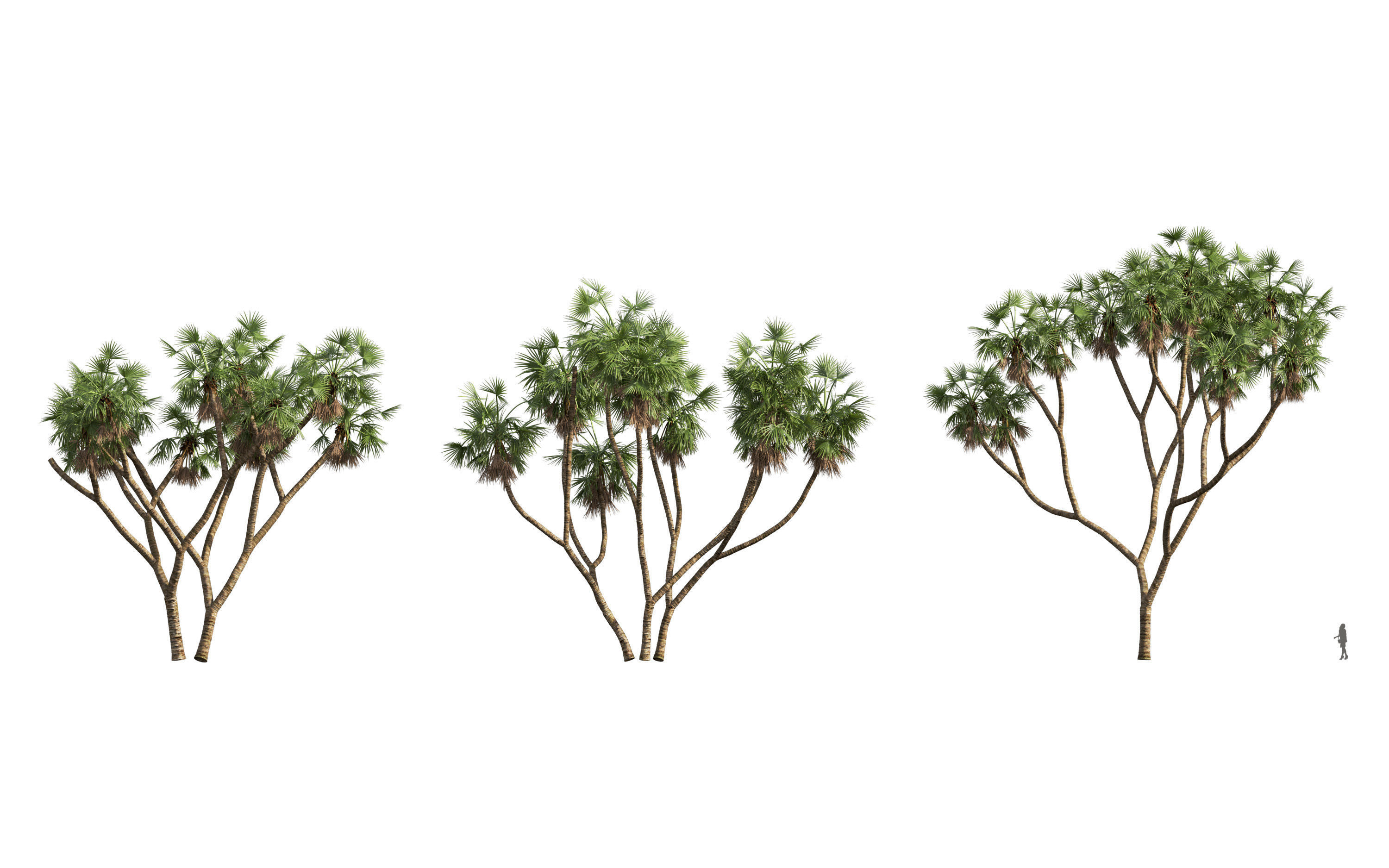 African plants - Include GrowFX and Mesh file 3D model_27