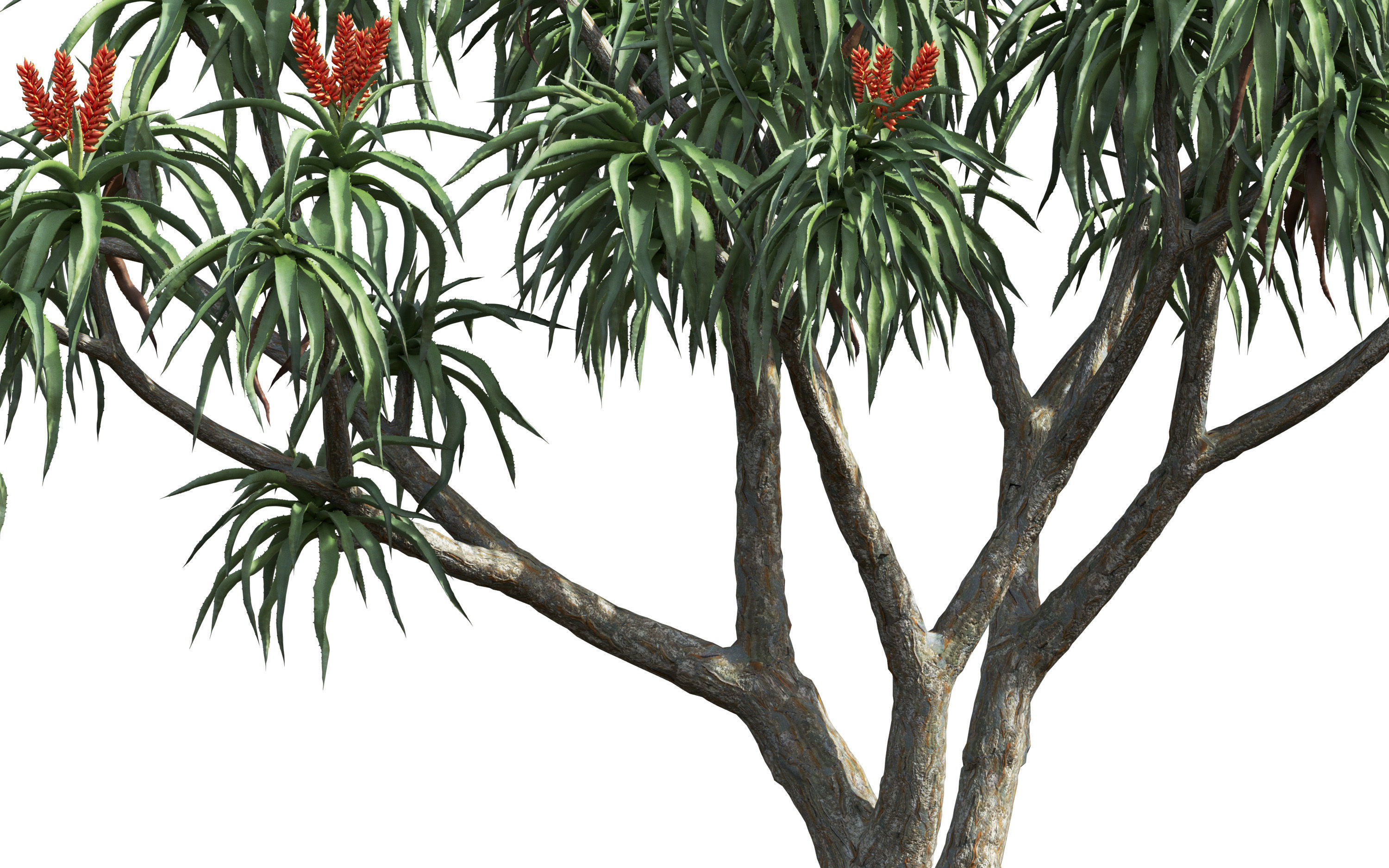 African plants - Include GrowFX and Mesh file 3D model_13