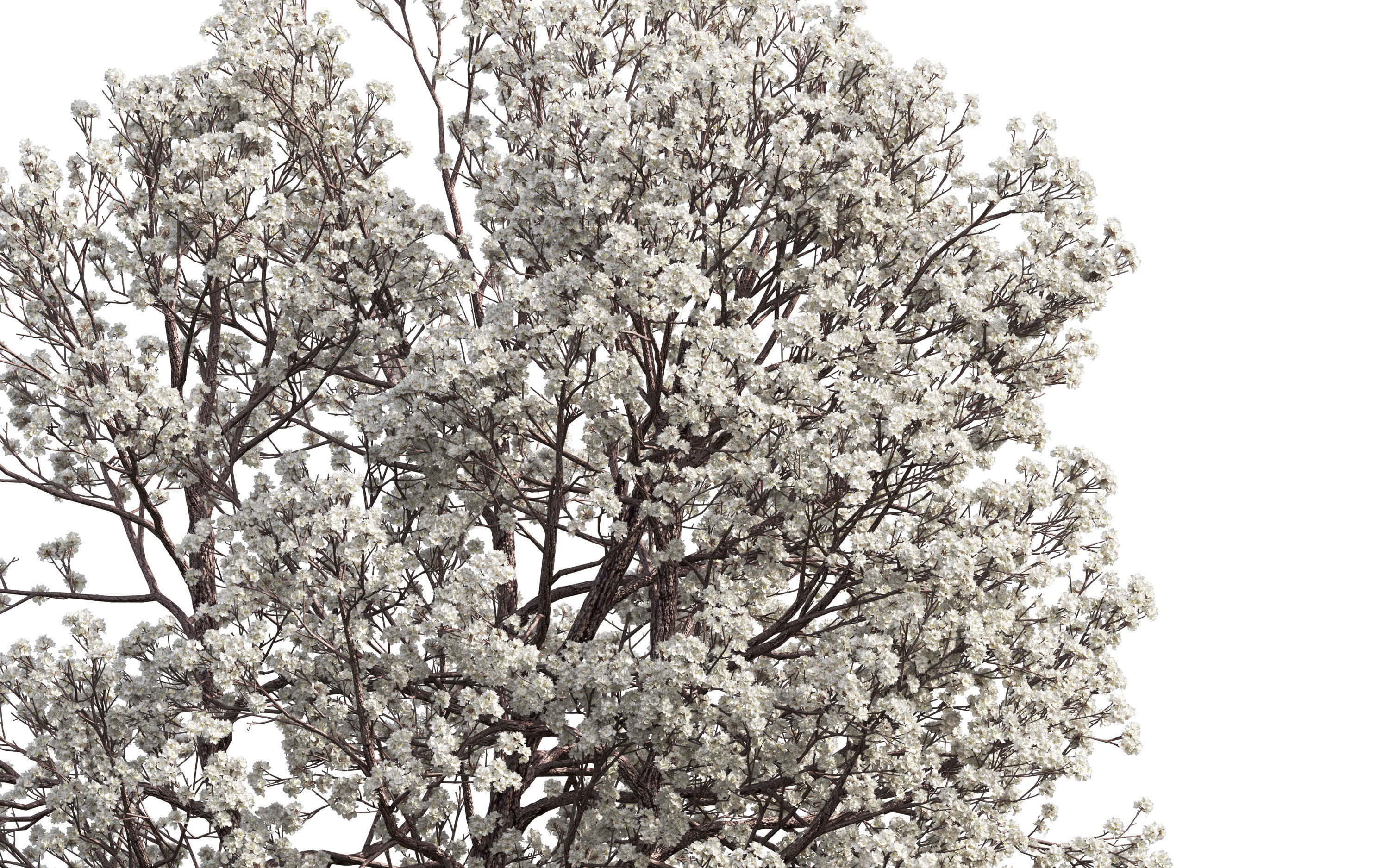 African plants - Include GrowFX and Mesh file 3D model_40