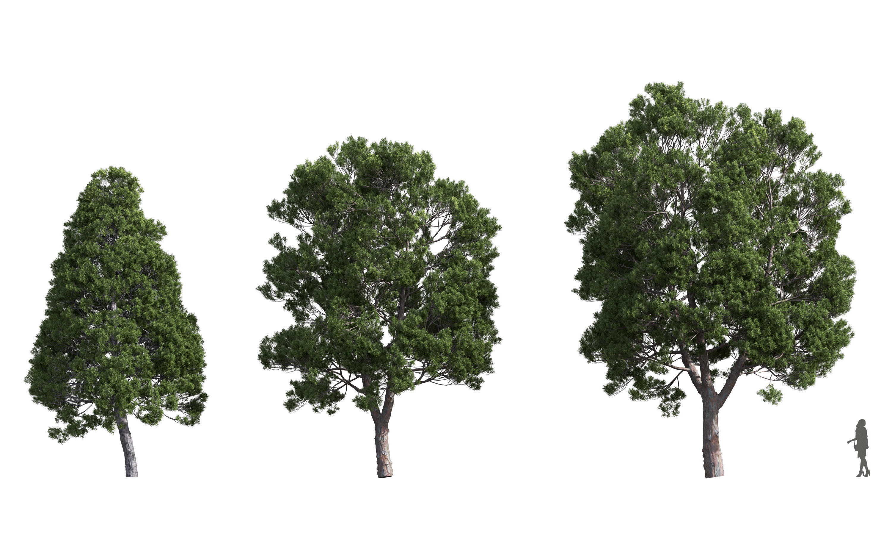 African plants - Include GrowFX and Mesh file 3D model_9