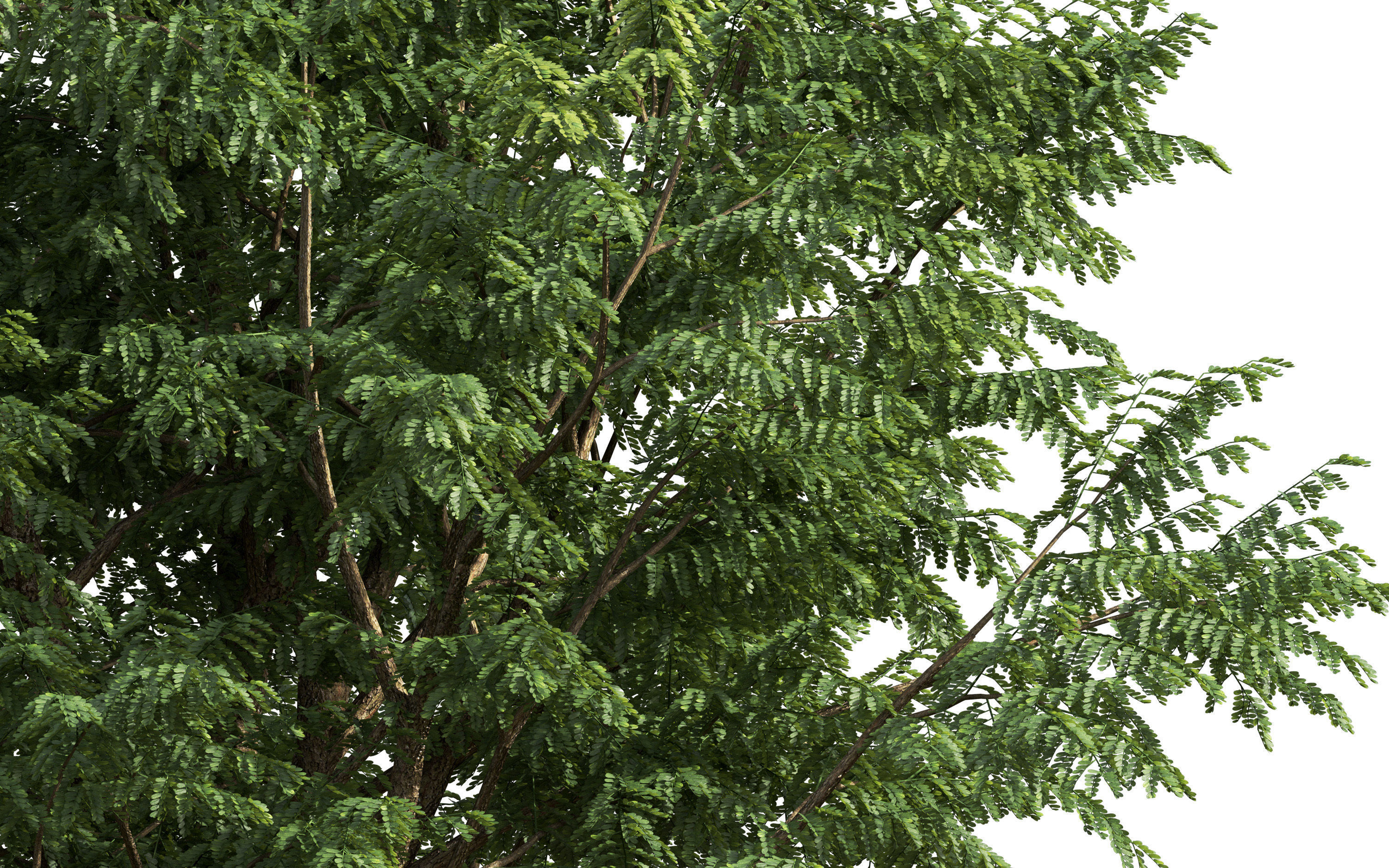 African plants - Include GrowFX and Mesh file 3D model_43