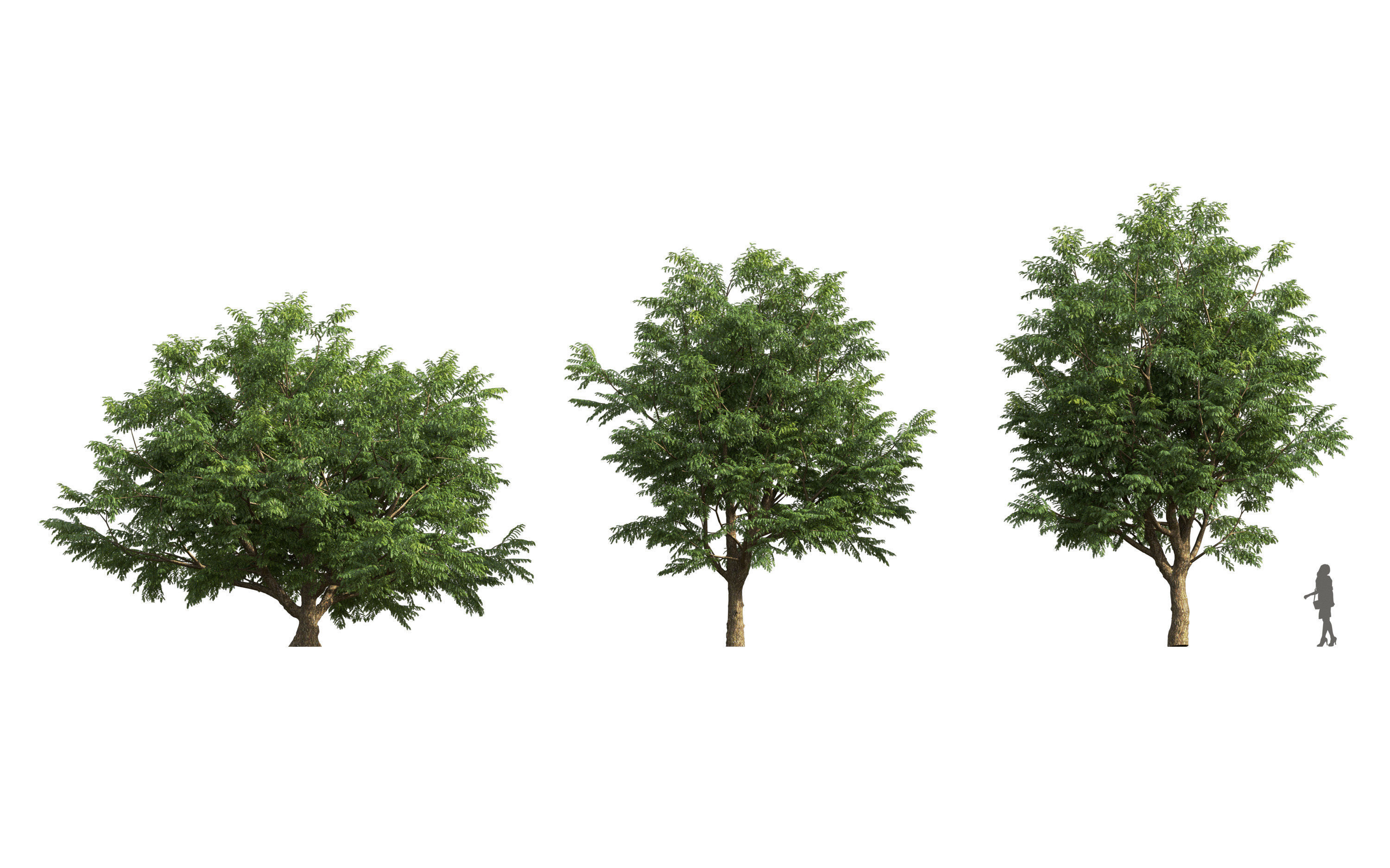African plants - Include GrowFX and Mesh file 3D model_42