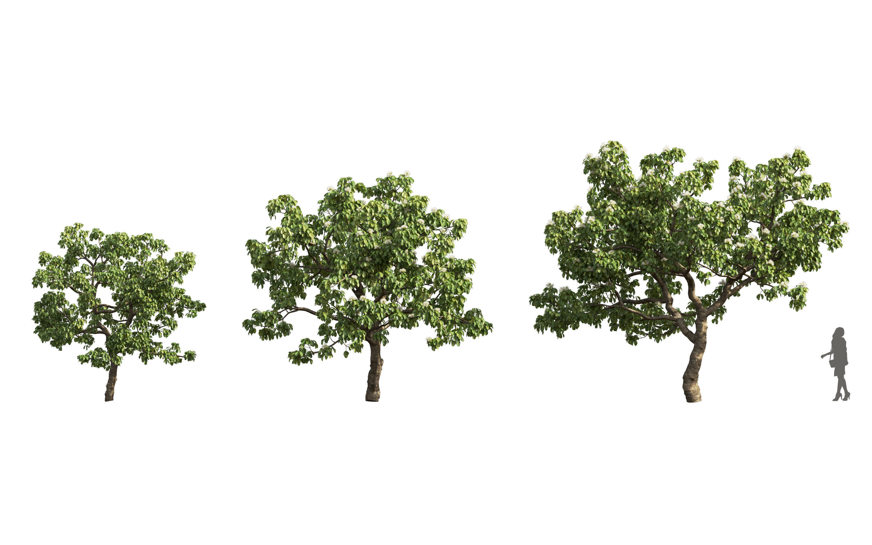 African plants - Include GrowFX and Mesh file 3D model_14