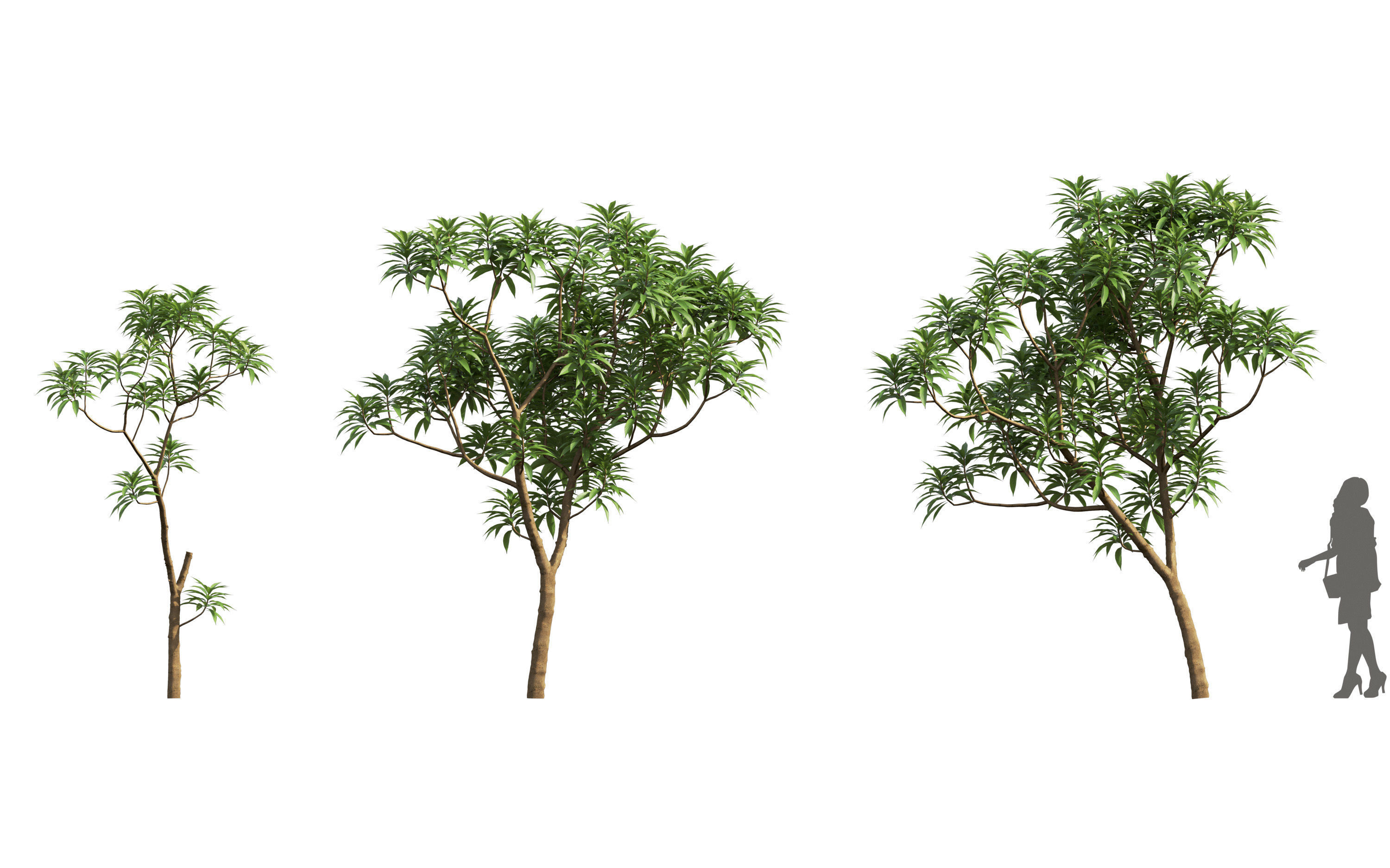 African plants - Include GrowFX and Mesh file 3D model_17