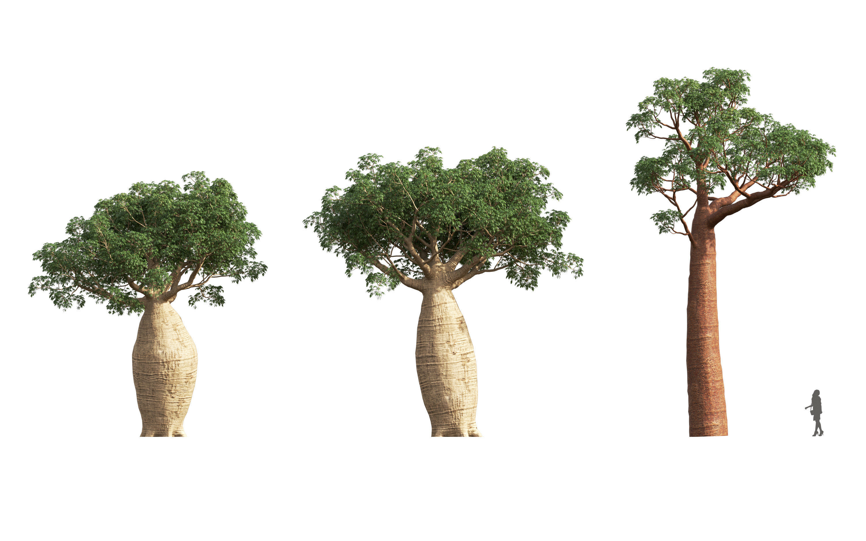 African plants - Include GrowFX and Mesh file 3D model_5