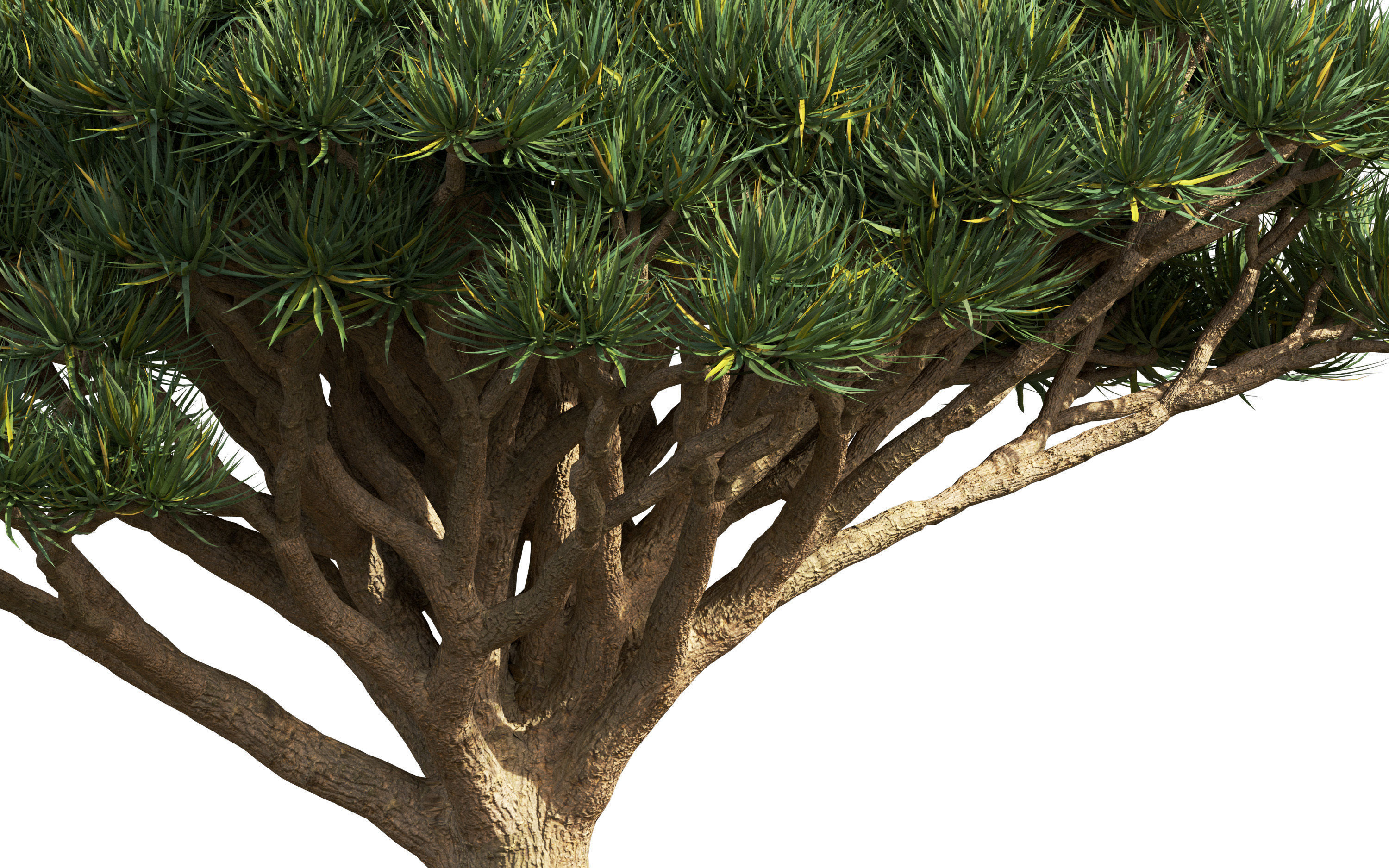 African plants - Include GrowFX and Mesh file 3D model_25