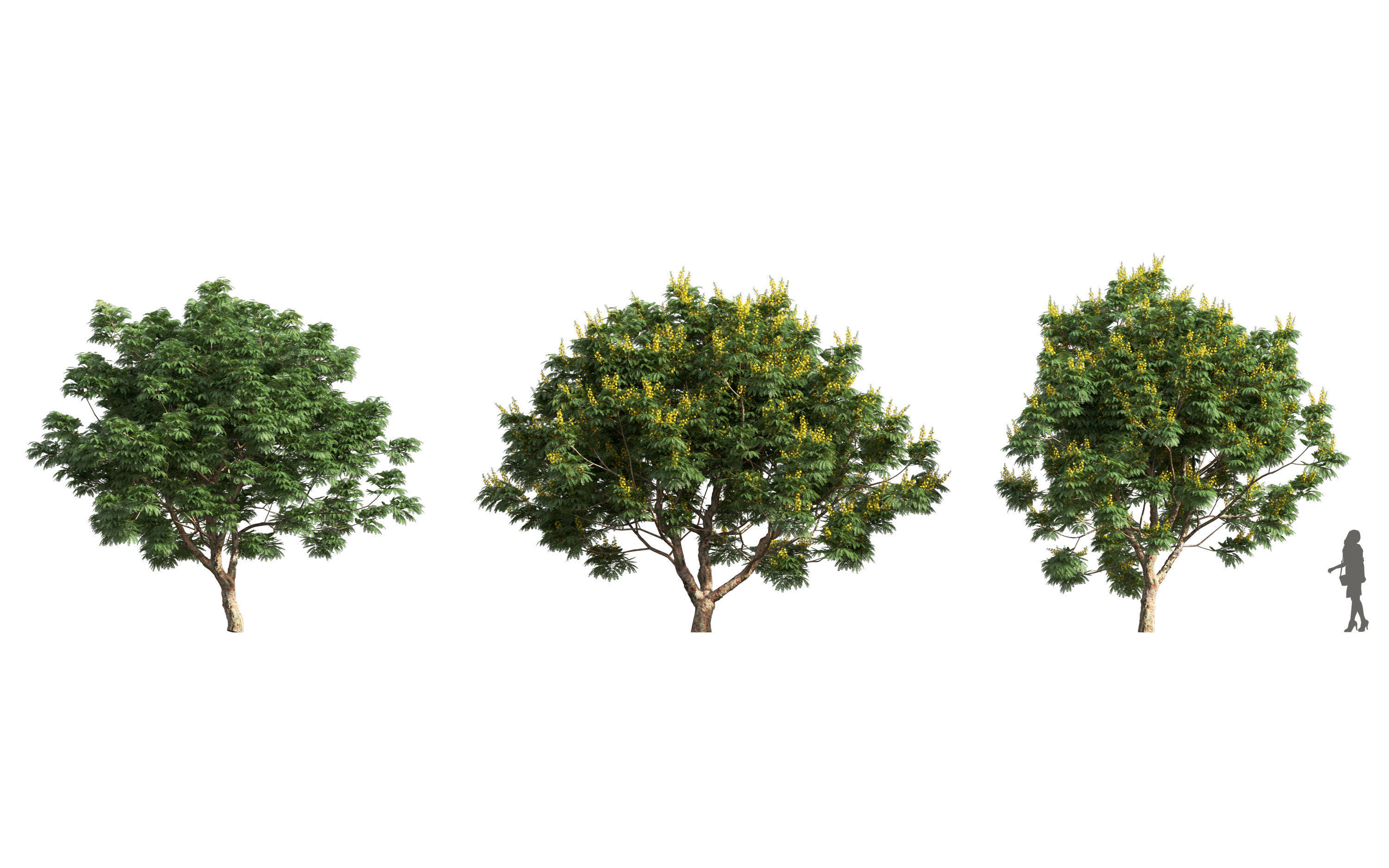 African plants - Include GrowFX and Mesh file 3D model_36