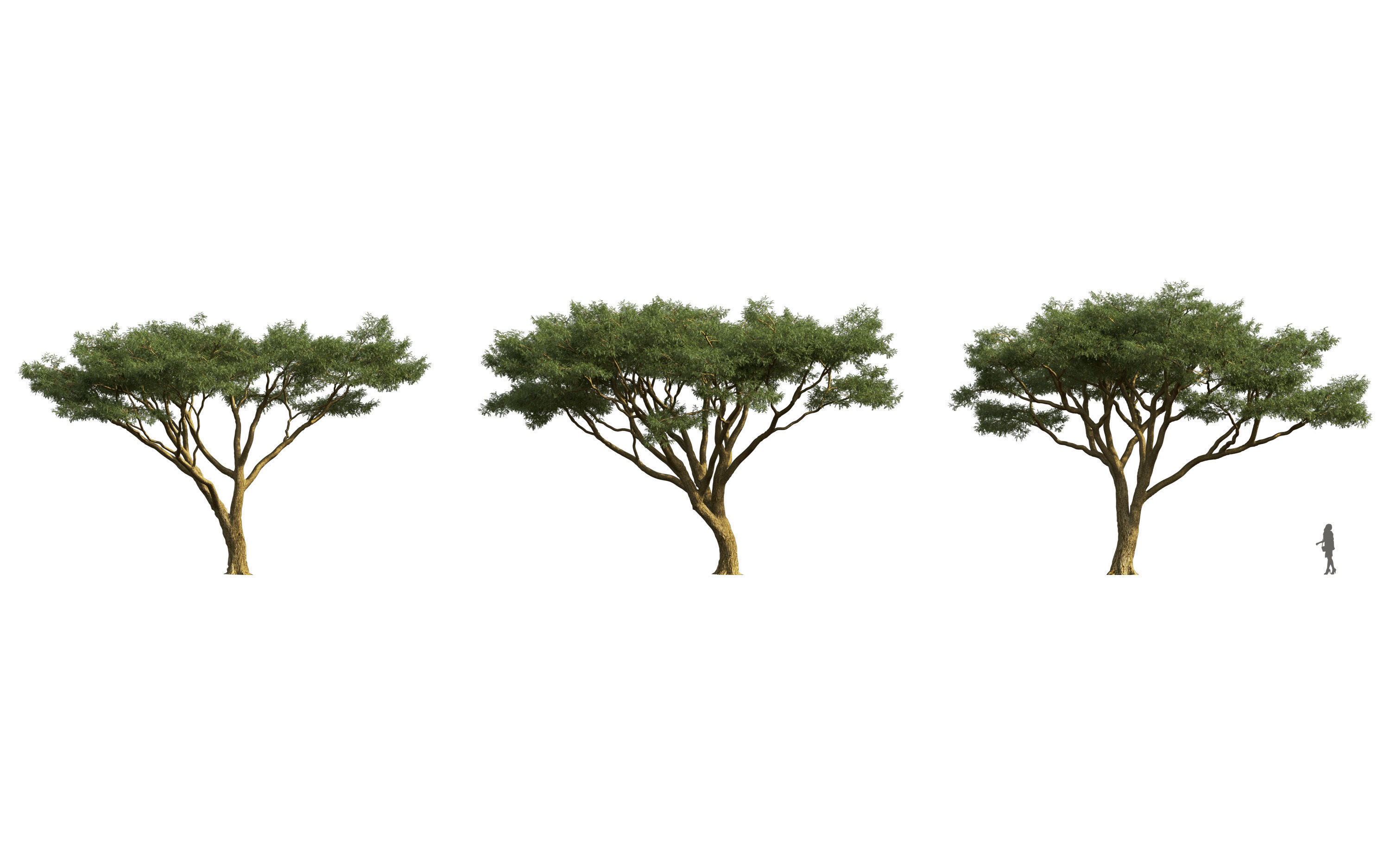 African plants - Include GrowFX and Mesh file 3D model_44