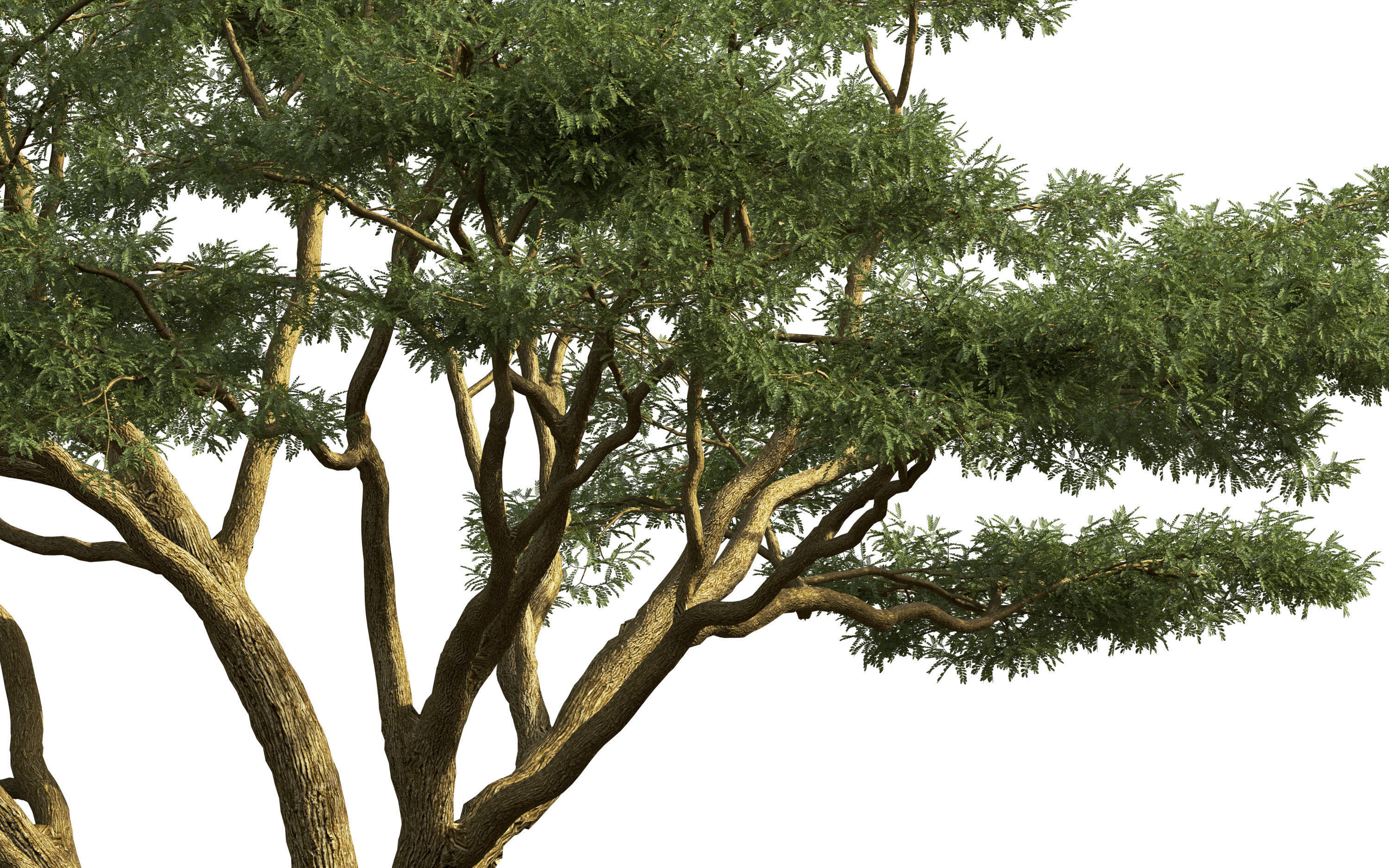 African plants - Include GrowFX and Mesh file 3D model_46