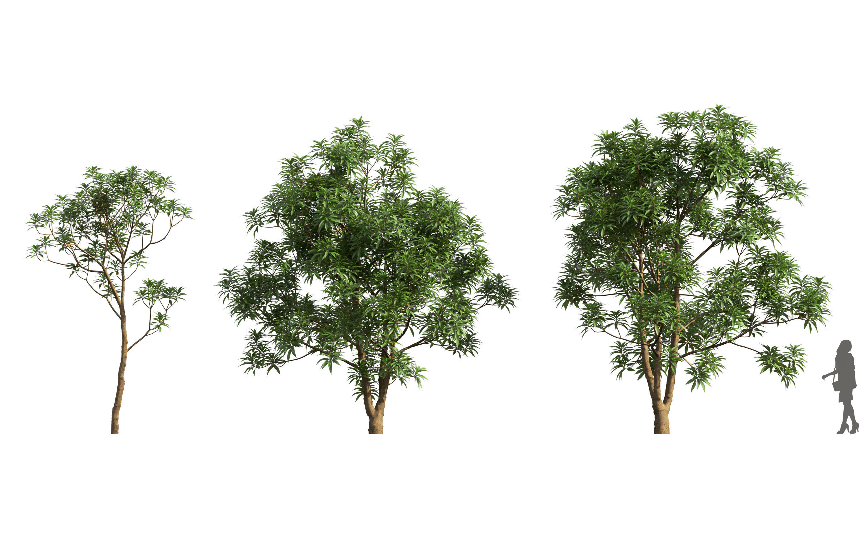 African plants - Include GrowFX and Mesh file 3D model_18