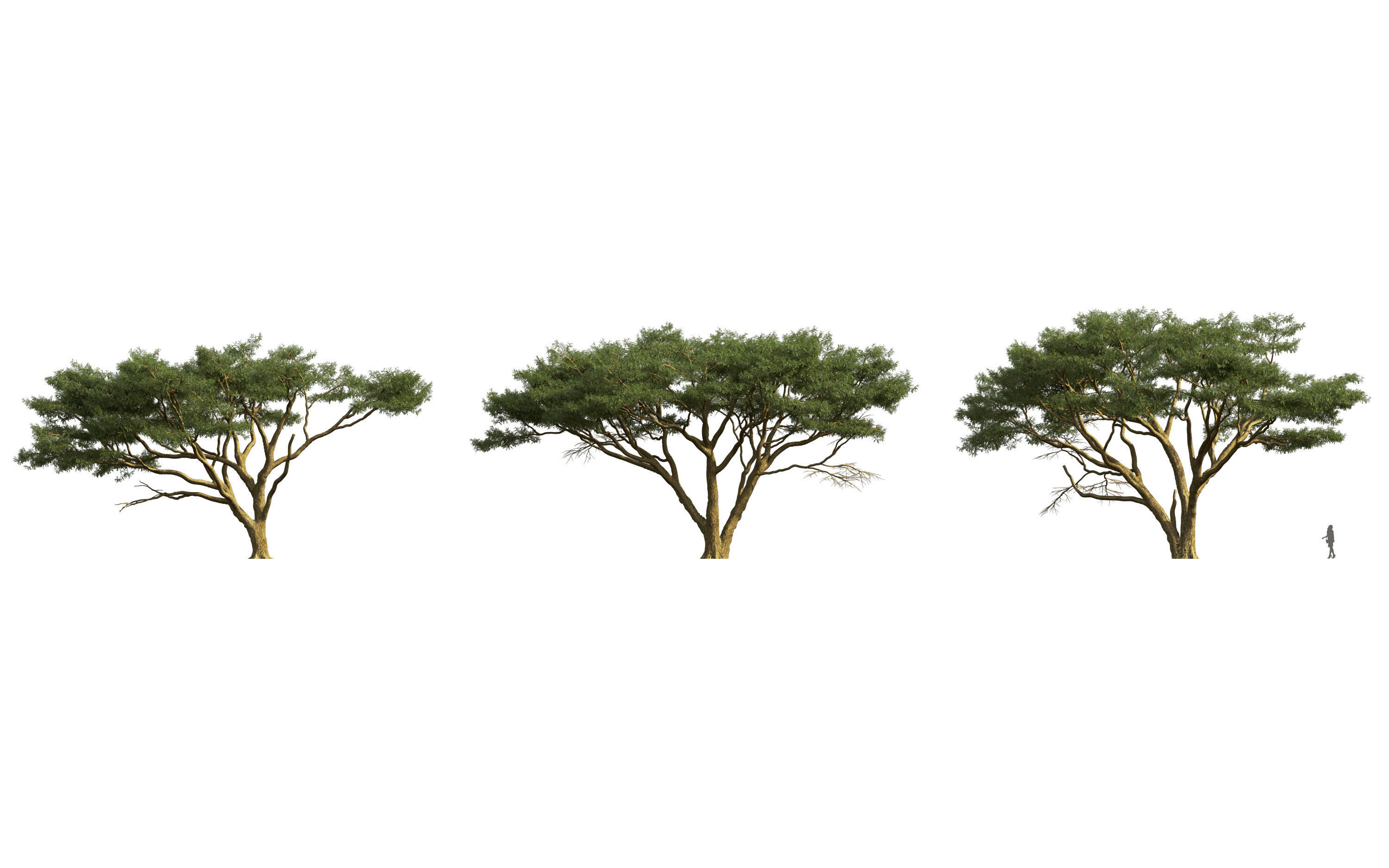 African plants - Include GrowFX and Mesh file 3D model_45