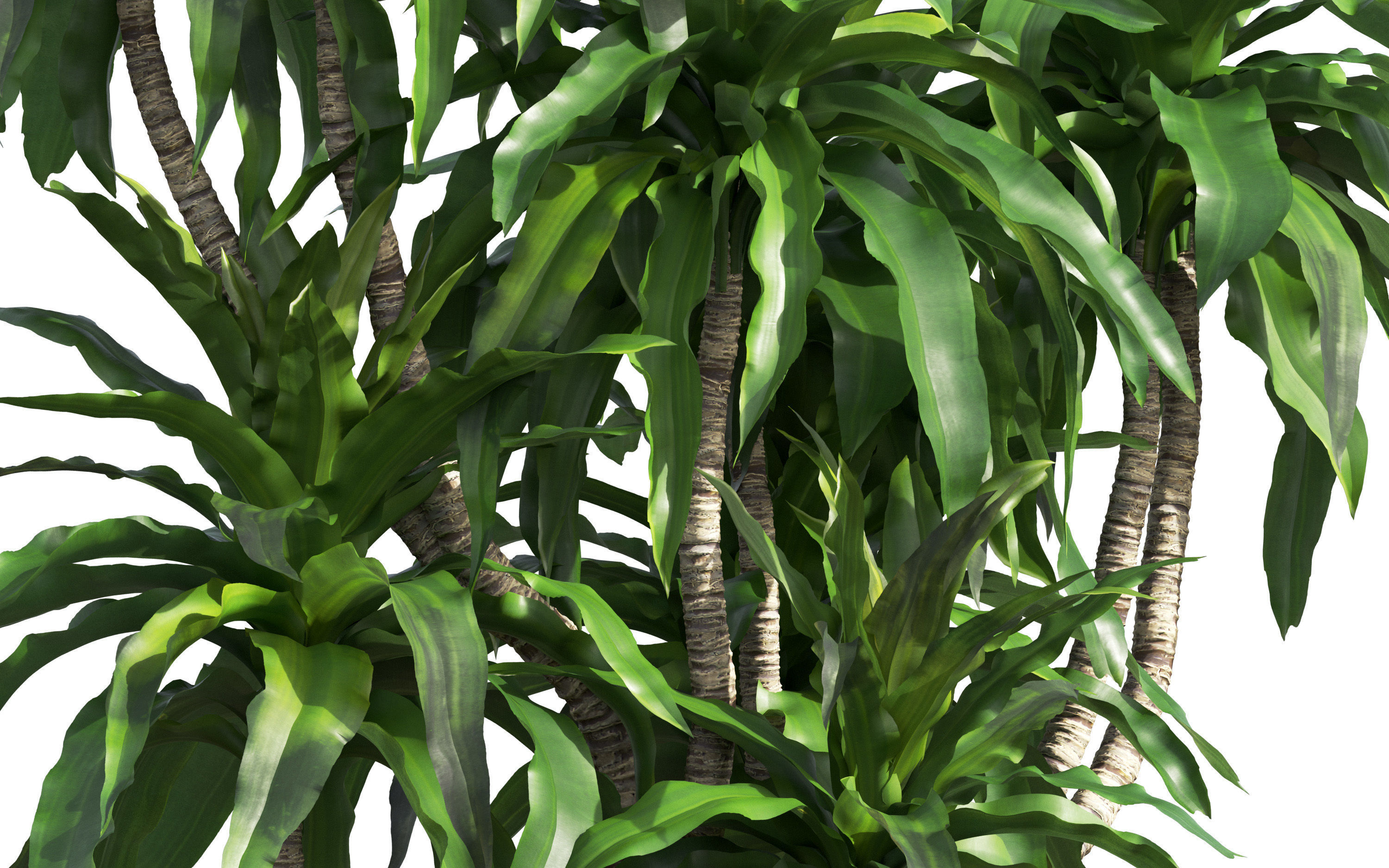 African plants - Include GrowFX and Mesh file 3D model_22