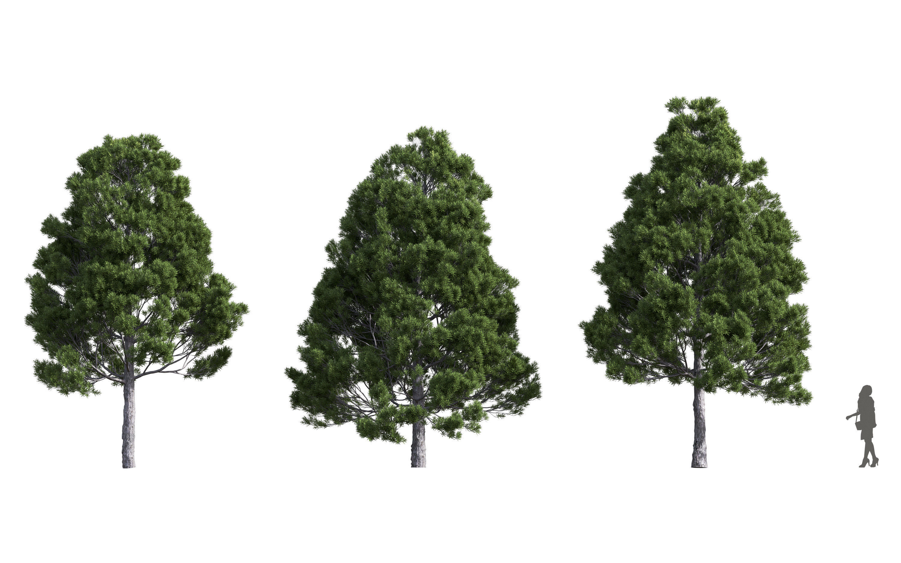 African plants - Include GrowFX and Mesh file 3D model_8