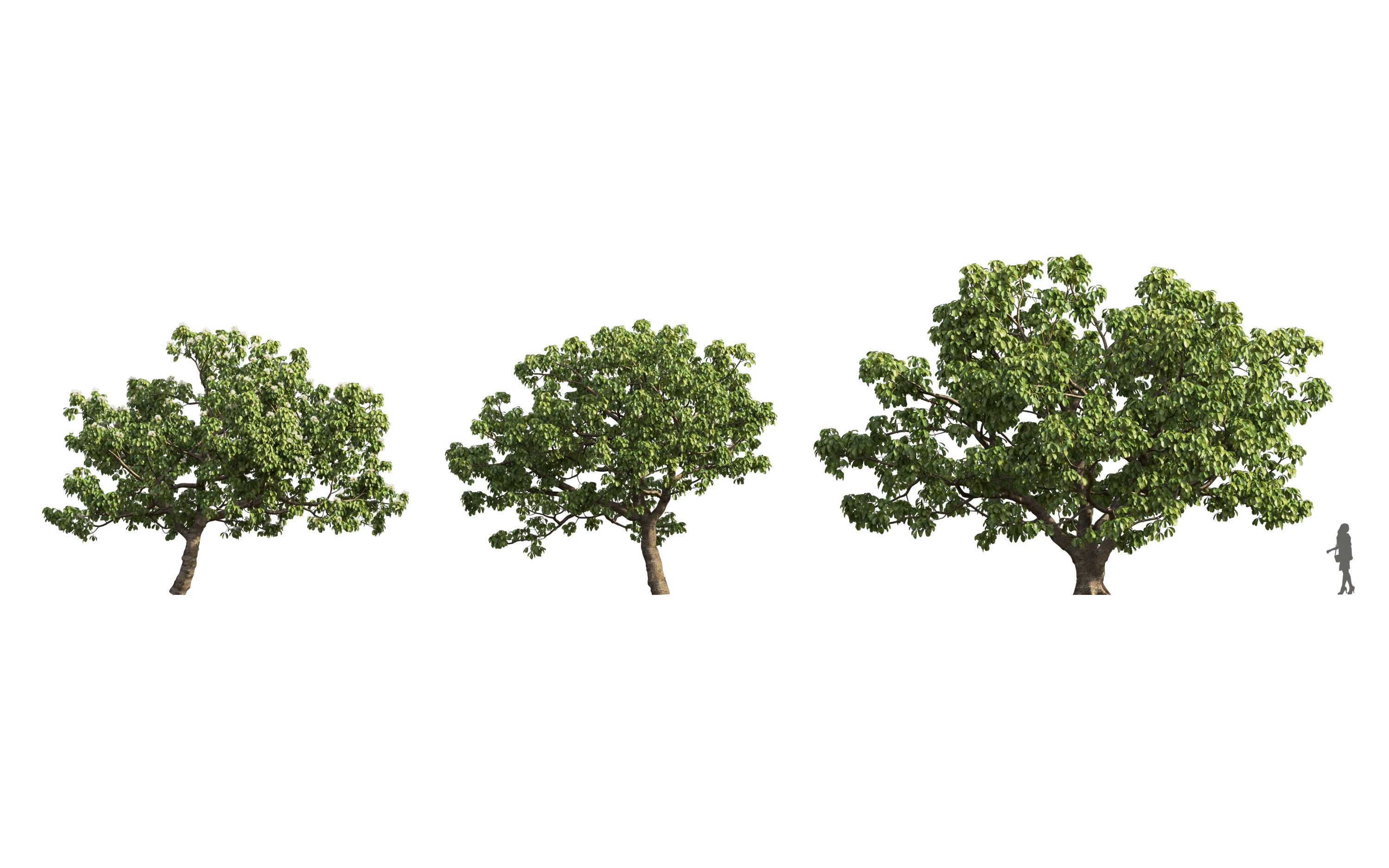 African plants - Include GrowFX and Mesh file 3D model_15