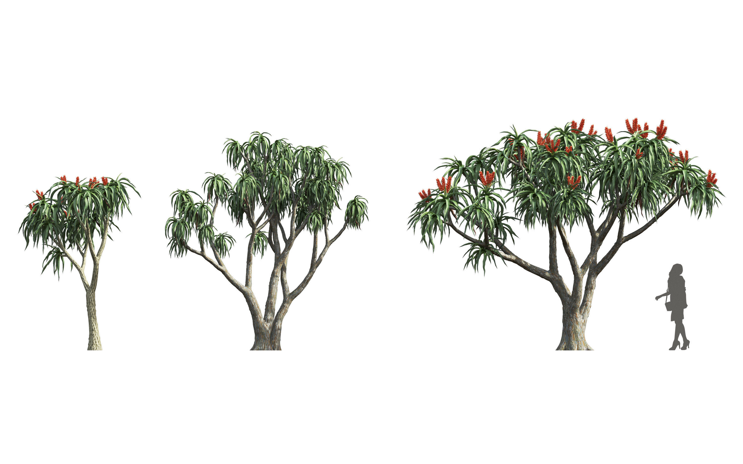 African plants - Include GrowFX and Mesh file 3D model_12